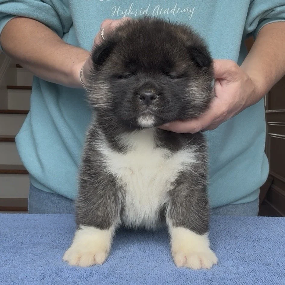 Girl 3 Silver collar - 4 weeks old. Reserved. Patricia