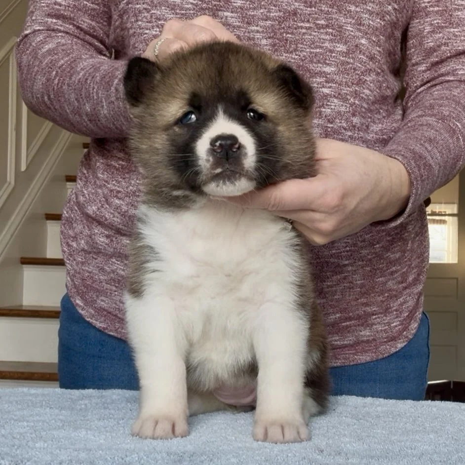 Girl 4 - 5 weeks old