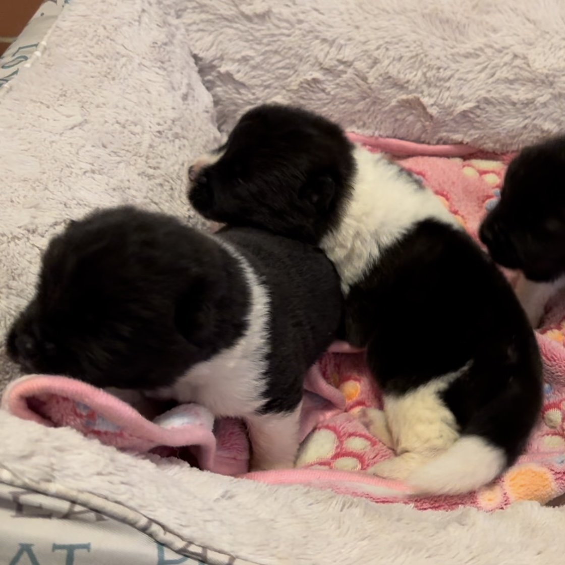 Girls 1 1/2 weeks old