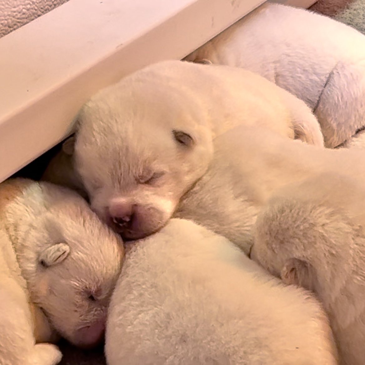 1 week old