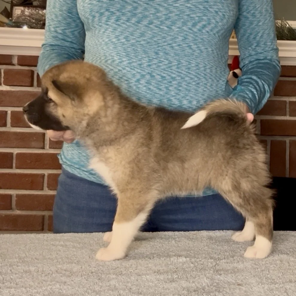 Girl 2 - 7 weeks old