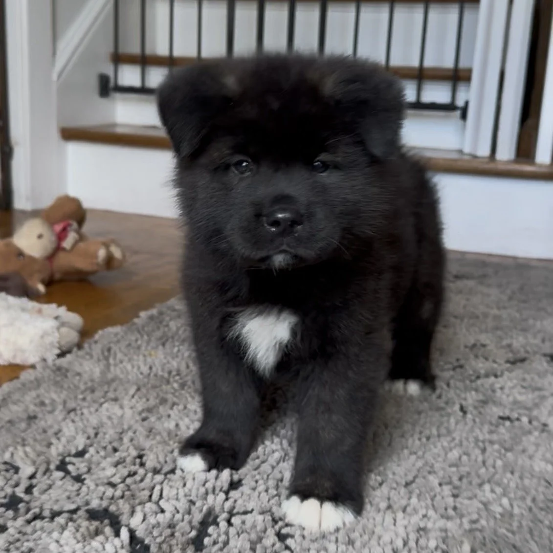 Boy 1 Brick red collar - 7 weeks old. Reserved. Cassandra