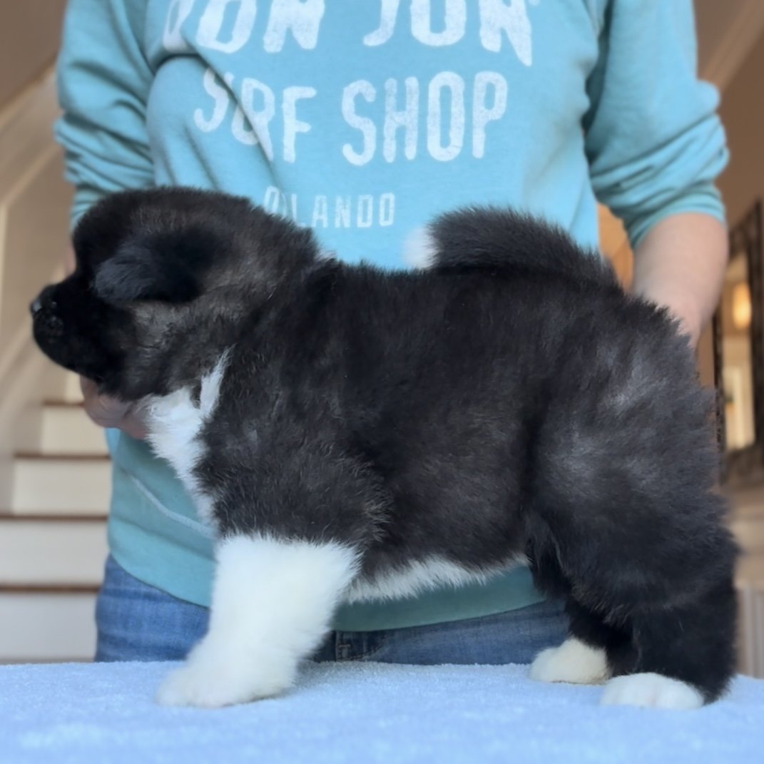 Girl 3 - 4 weeks old - Reserved. Doran