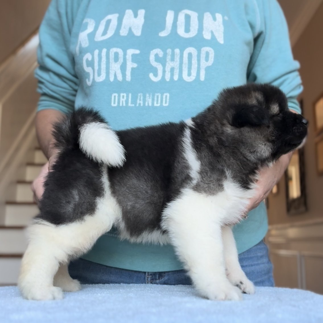 Girl 4 - 4 weeks old - Reserved. Alexie