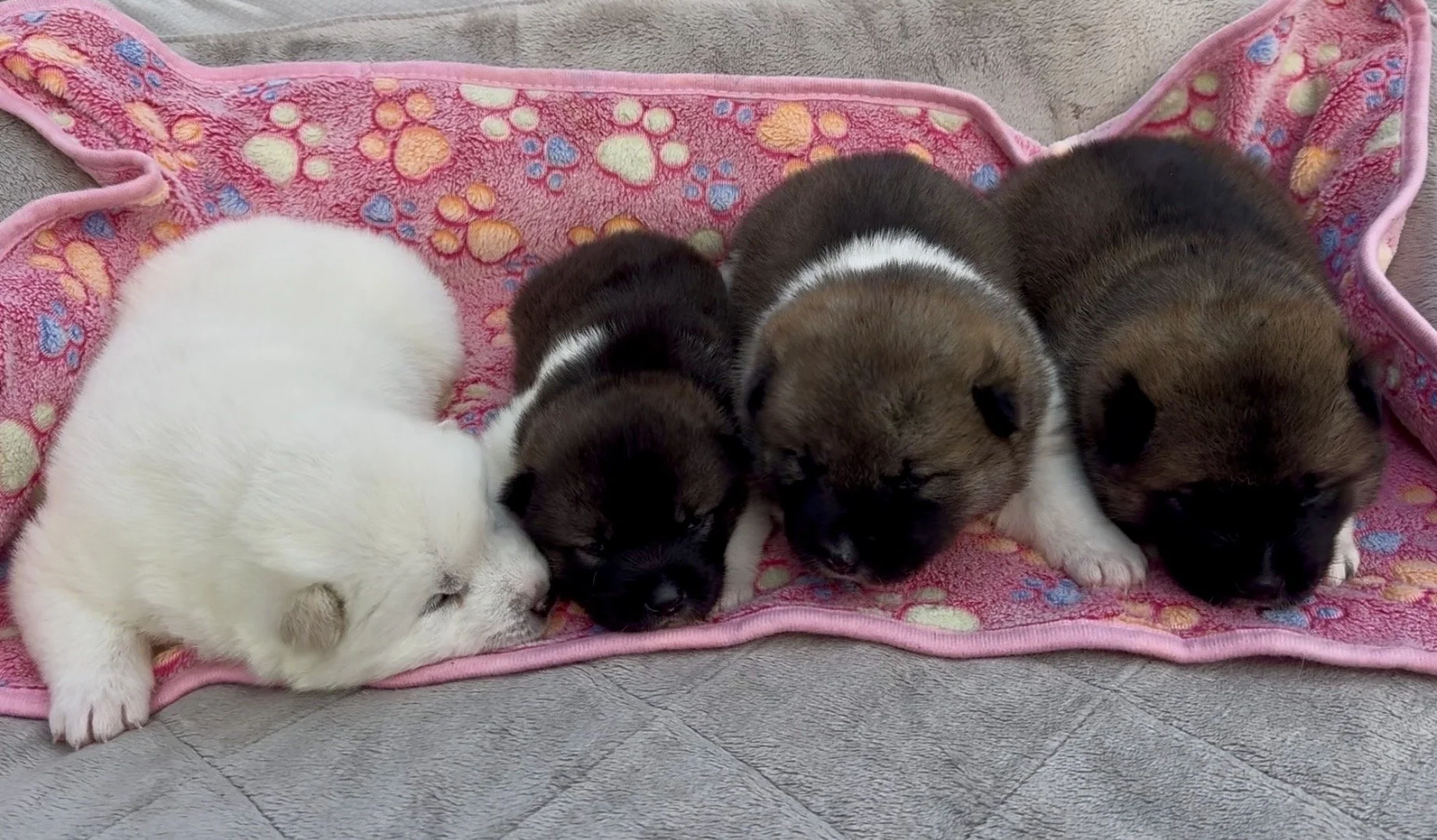 Girls - 2 weeks old