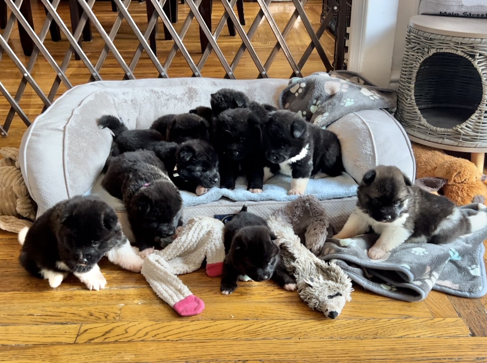 4 weeks old