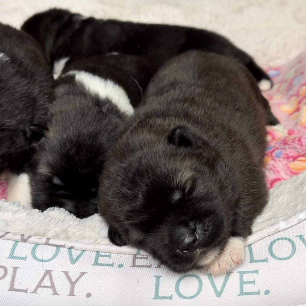 Girls - 1 week old
