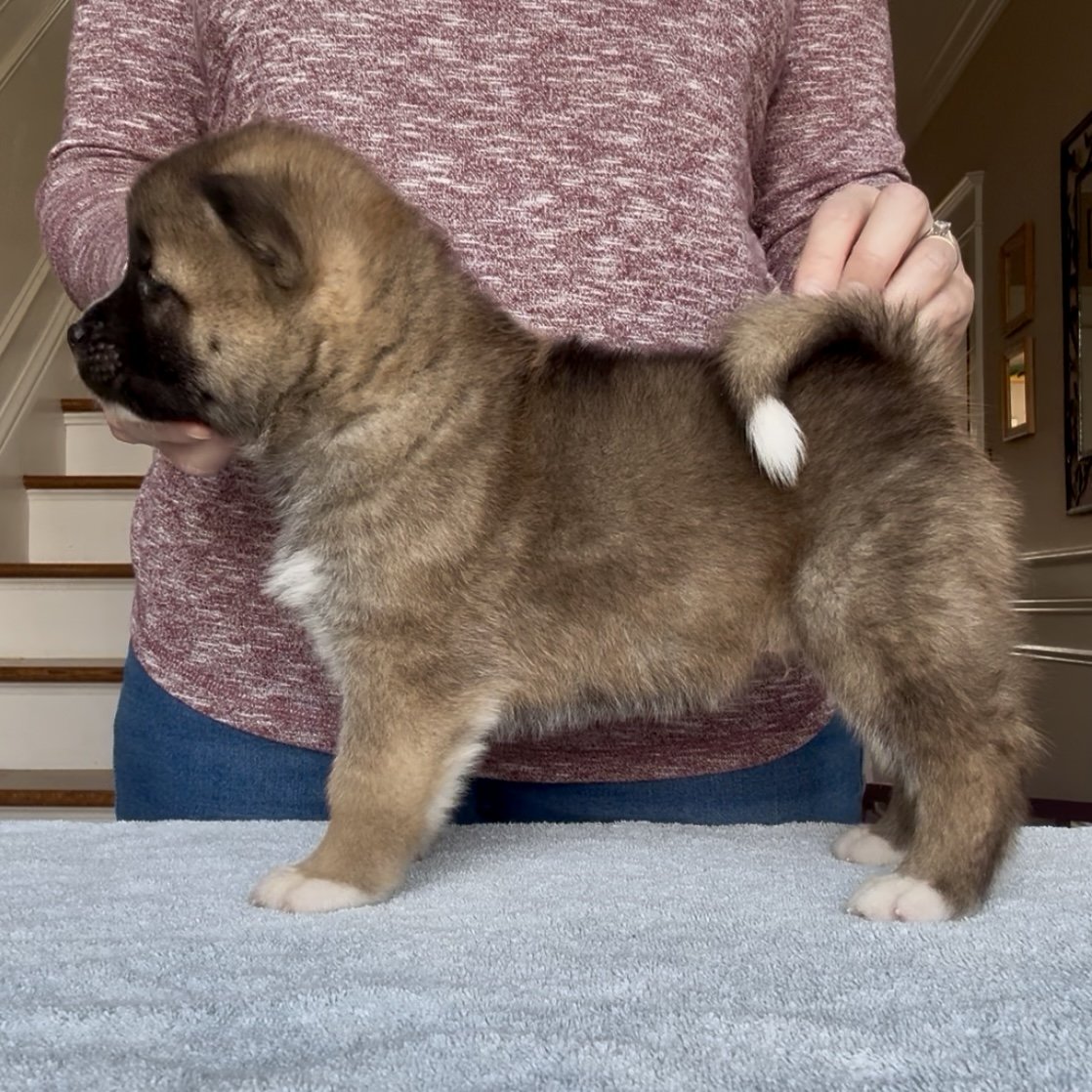 Boy 3 - 5 weeks old. Reserved. Kalon