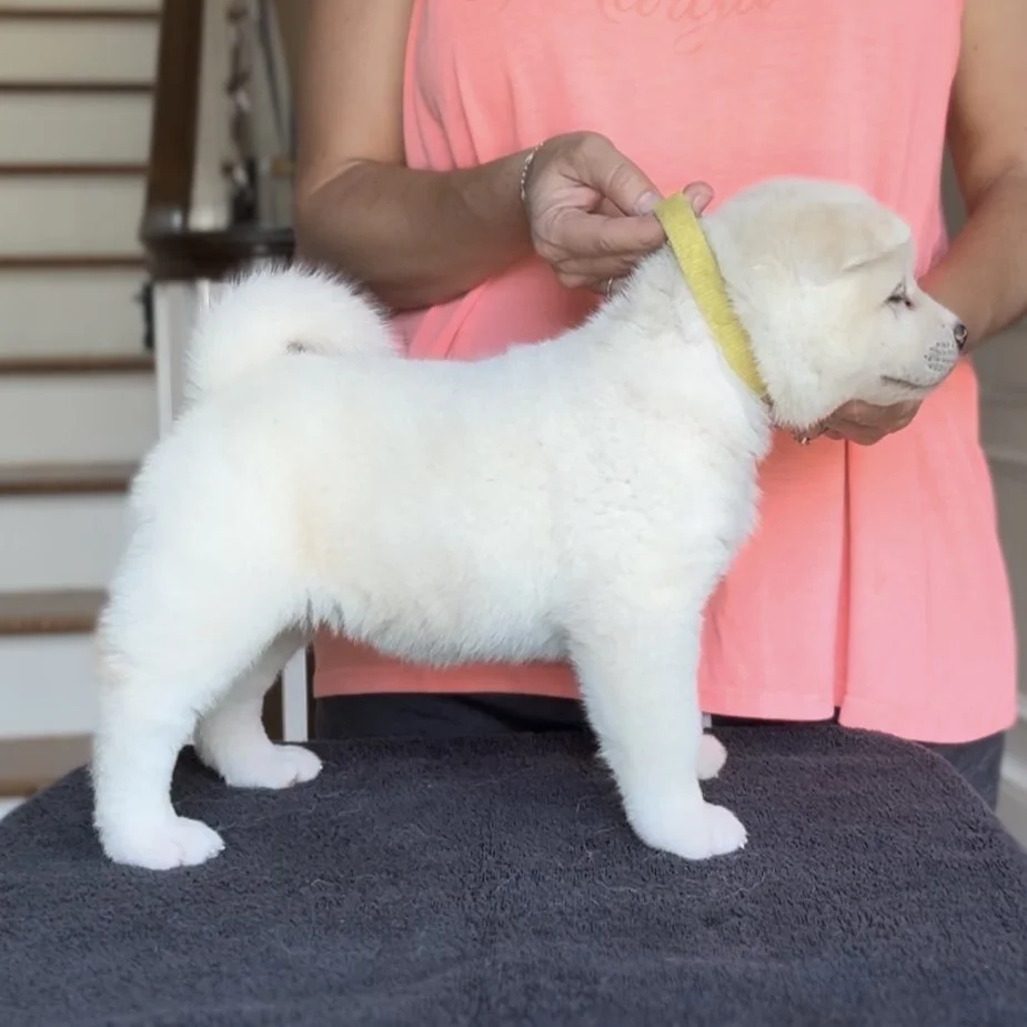 Girl 3 Yellow - 5 weeks. Reserved. Bella