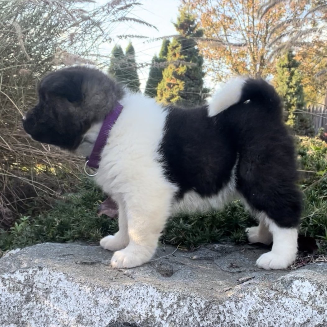 Girl 3 Purple collar - Reserved. Todd