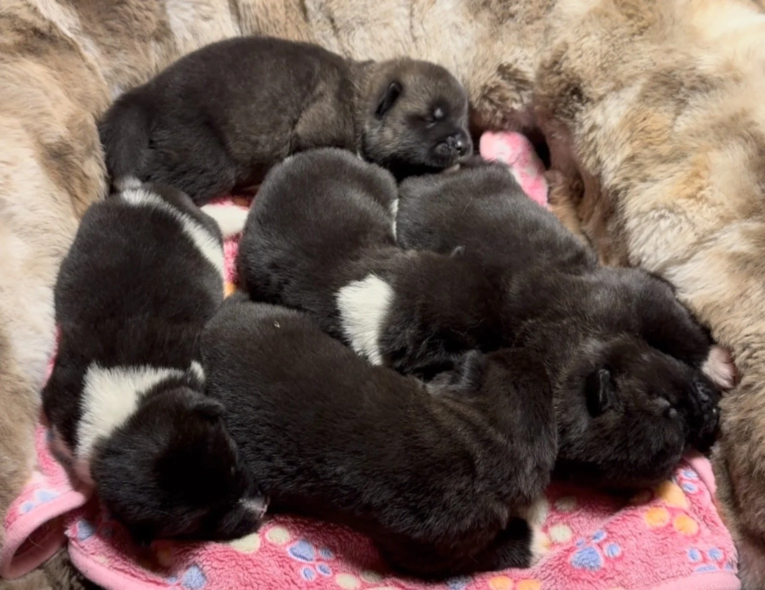 Girls 2 weeks old