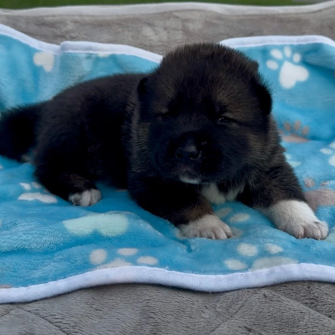 Boy 1 - 2 weeks old