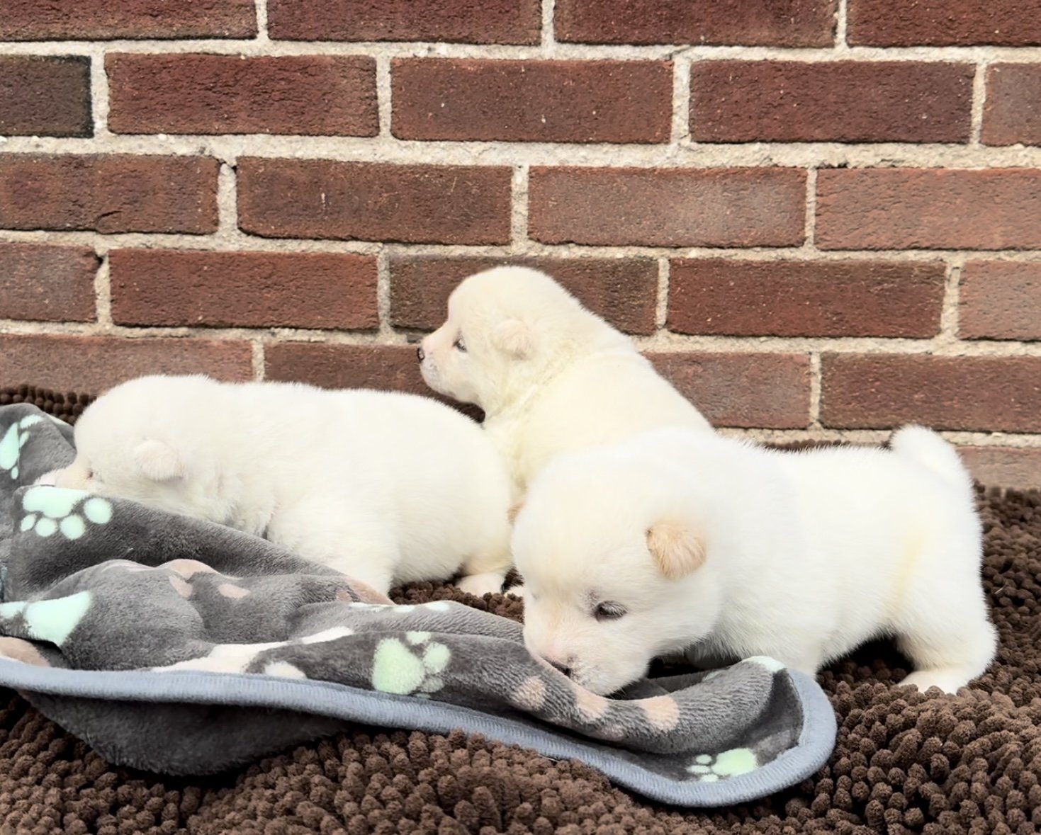 Girls - 2 1/2 weeks old