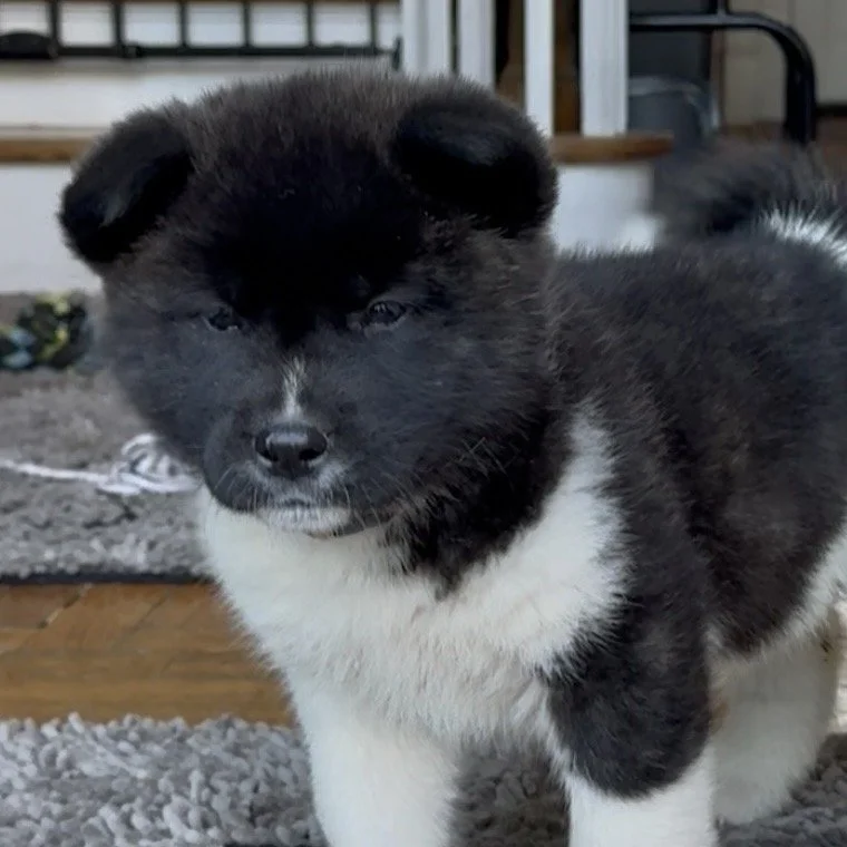 Girl 6 Light pink collar - 7 weeks old