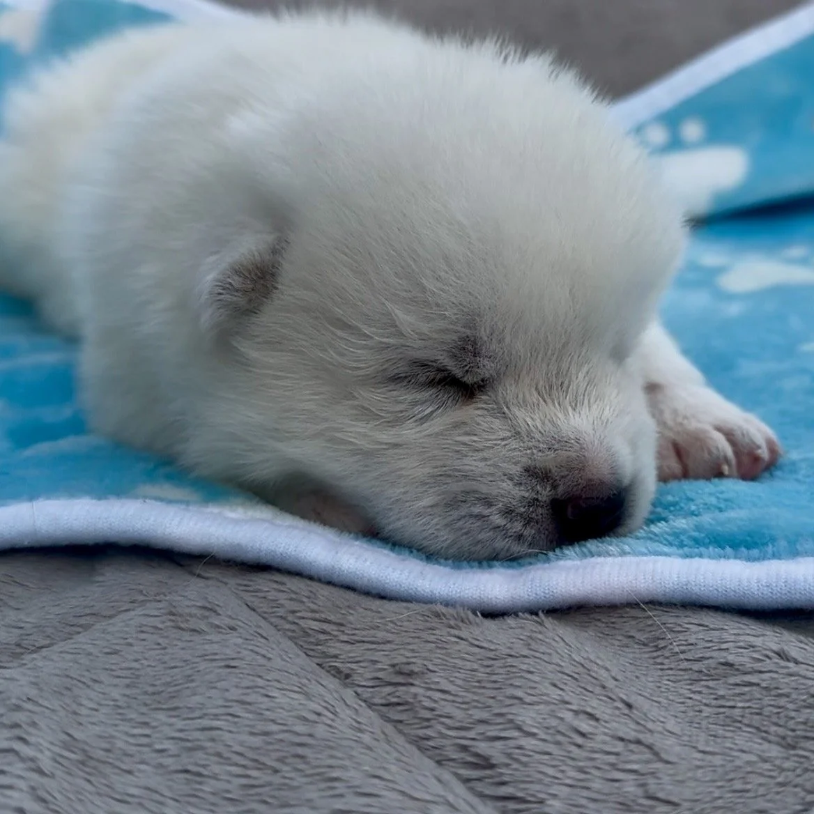 Boy 3 - 2 weeks old