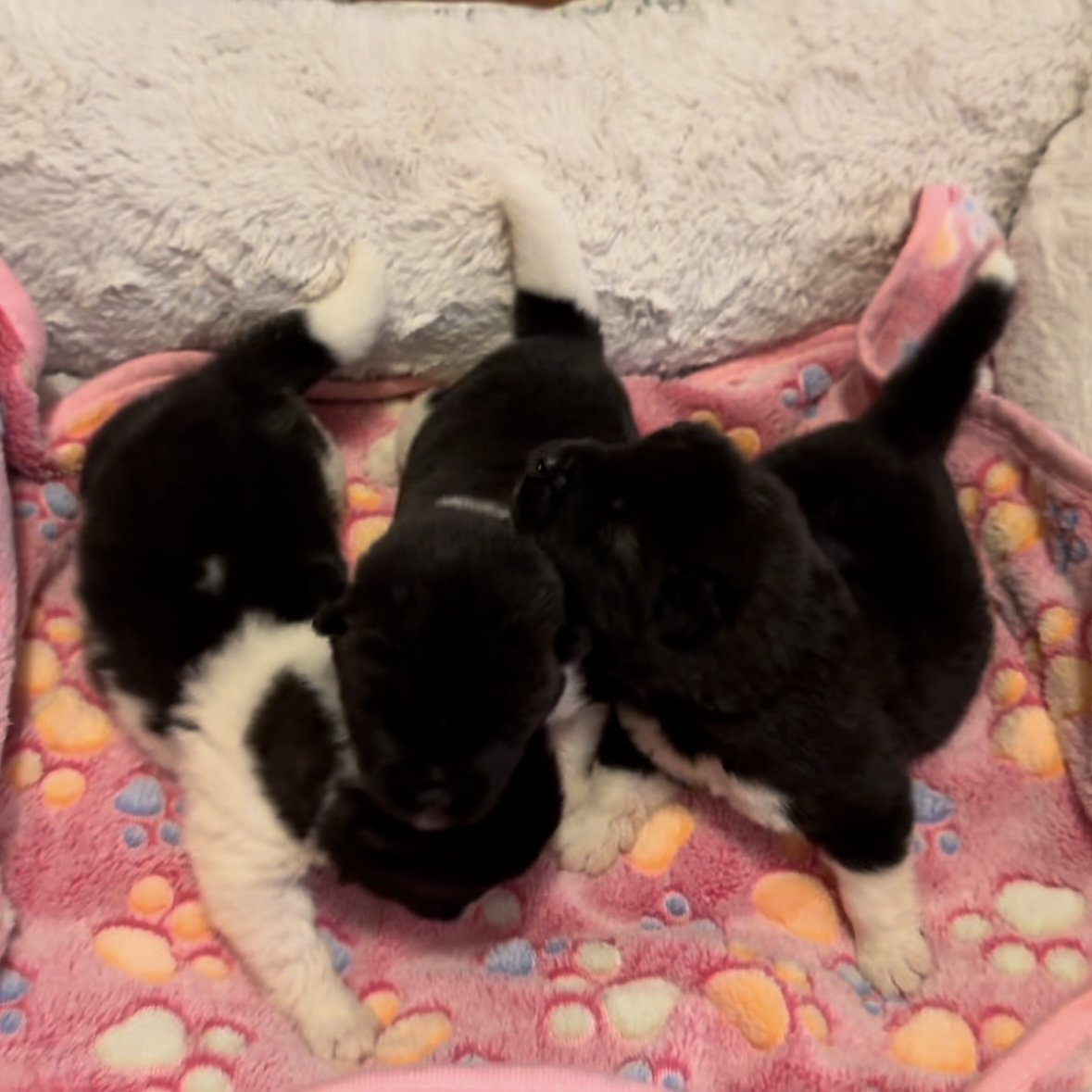Girls 1 1/2 weeks old