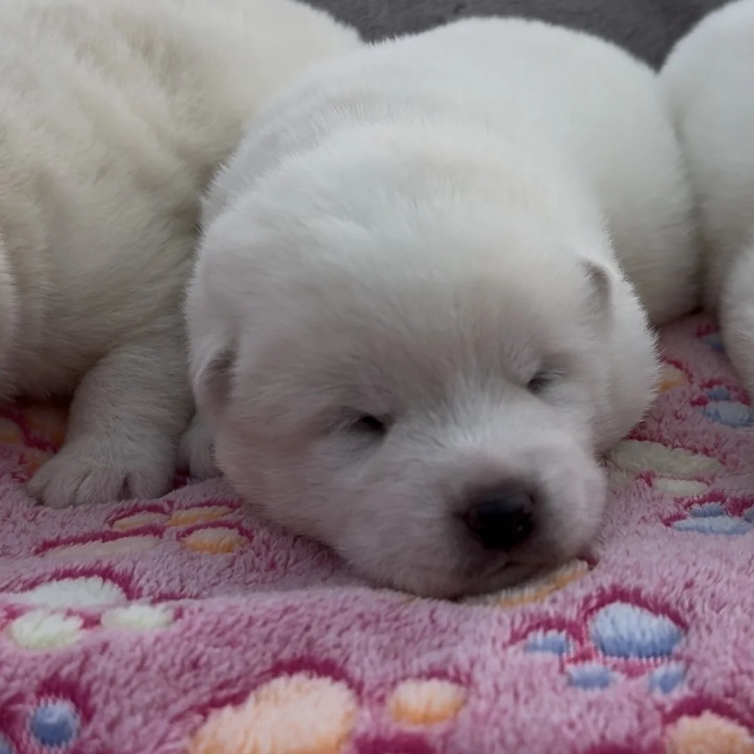 Girls - 2 weeks old