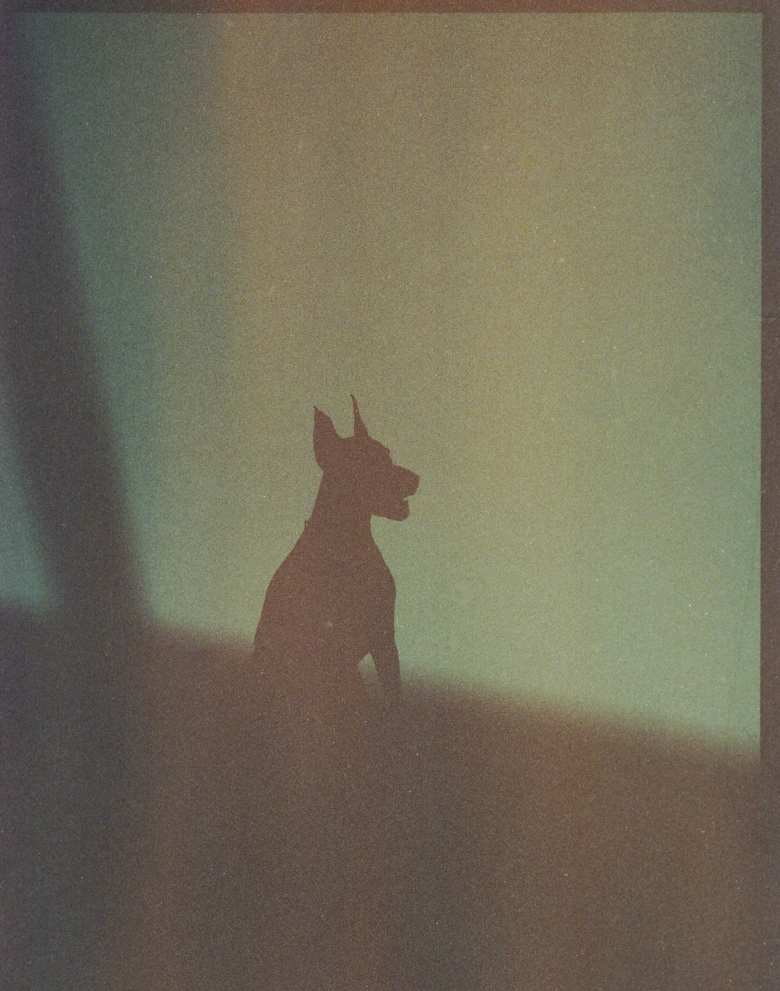 Velophasis (45 of 47).jpg