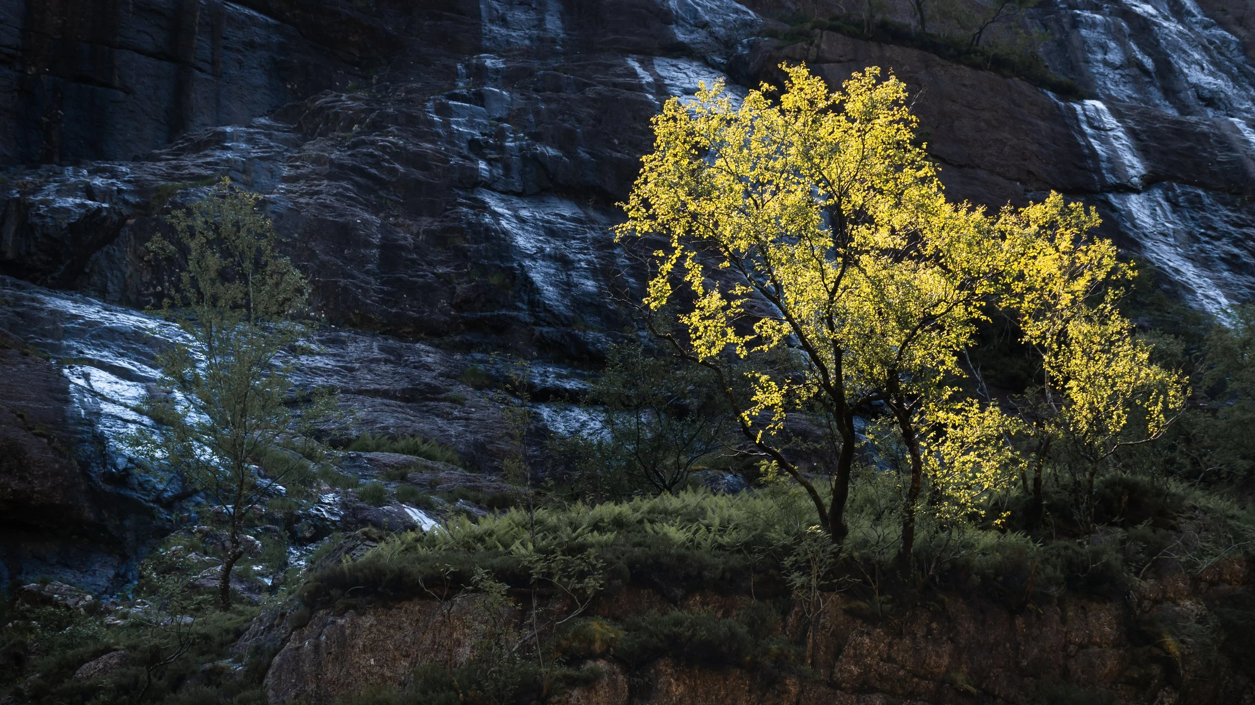 'The Burning Bush' - The Lost Valley, Glen Coe