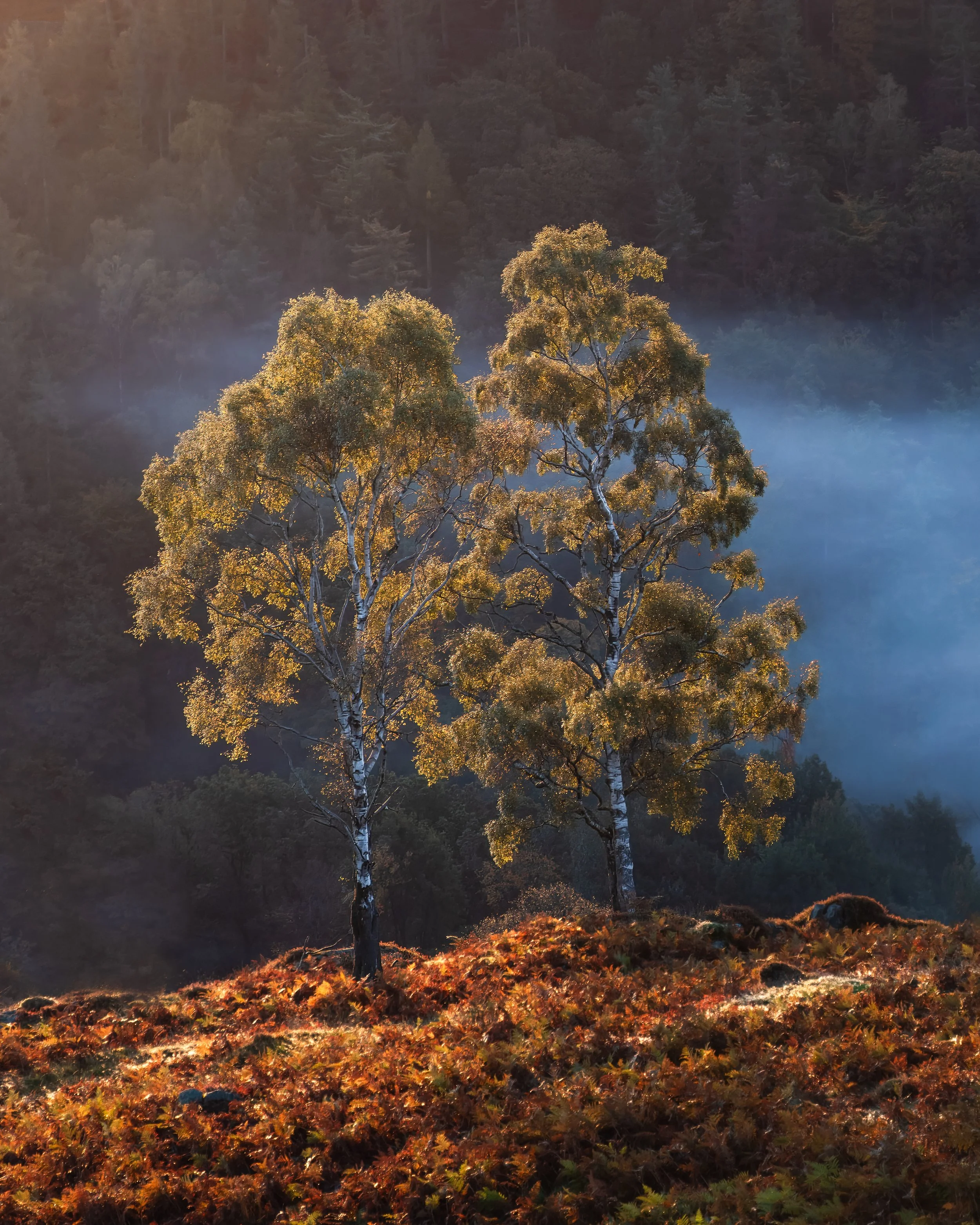 'Dawn Dancers' - Holme Fell
