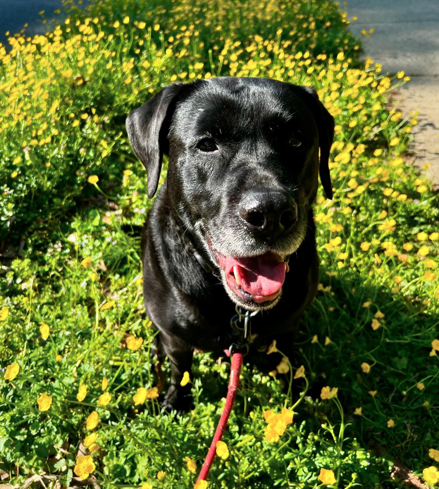 Griffin hopes you are out enjoying this beautiful day! 🐾