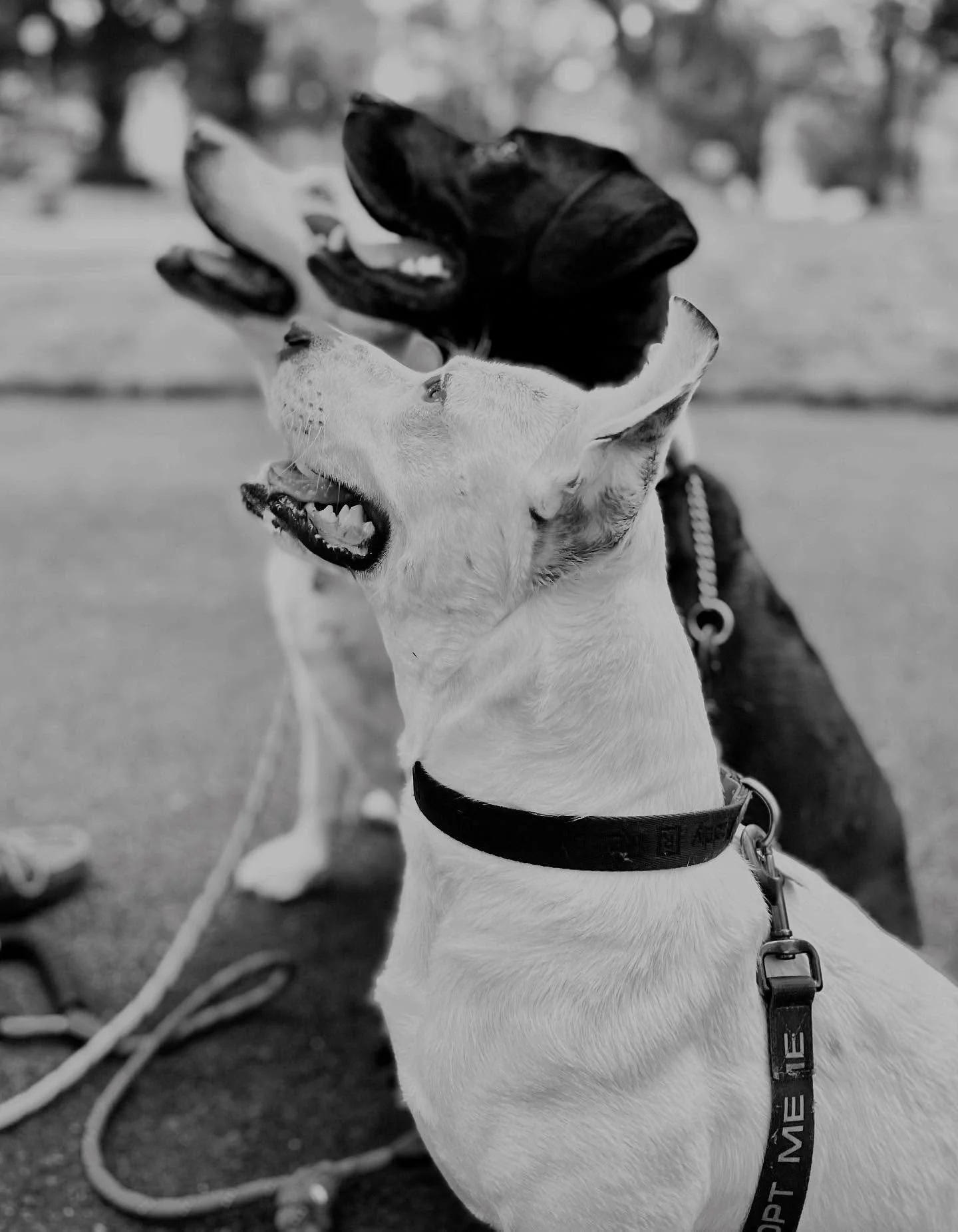 The best pups deserve a shout out on National Dog Day - JJ, Griffin and 😇 Layla 😍