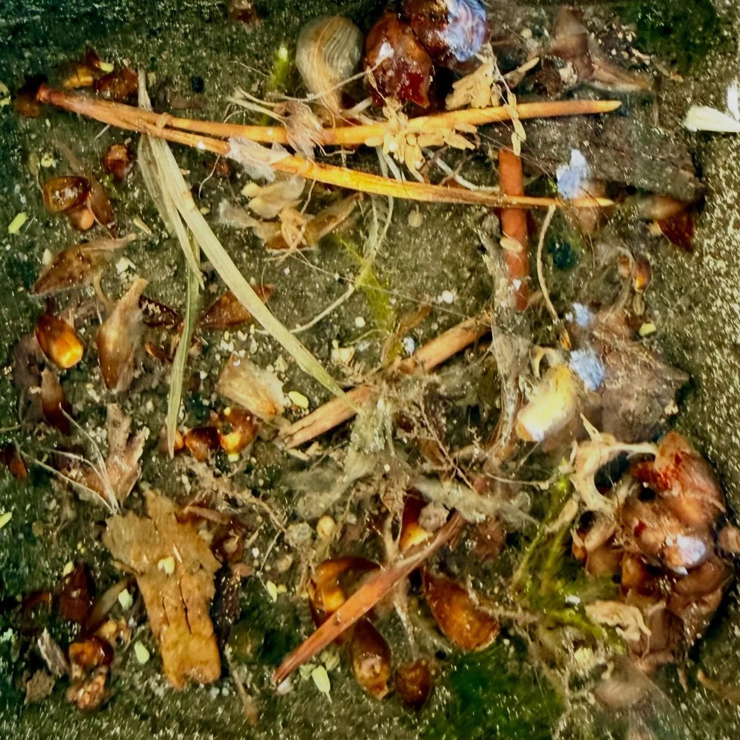 This weeks @52frames - what is it?

Is it a tide pool? Up close it seems like it - but it&rsquo;s actually a tiny puddle on a manhole cover I pass often as I walk my pup 🐶