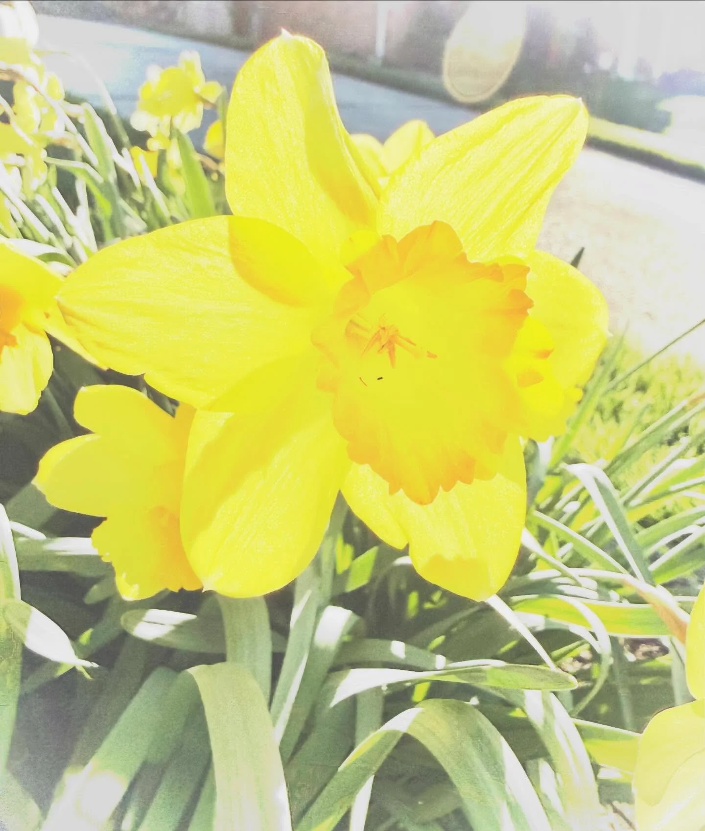 This weeks @52frames - high key - the opposite of last week&rsquo;s prompt ☀️🌻