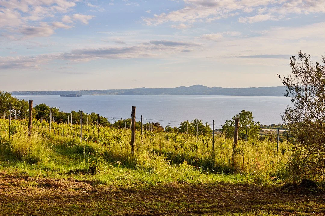 Vineyard with rows of grapevines and wooden posts, overlooking a large body of water with hills in the distance under a partly cloudy sky.
