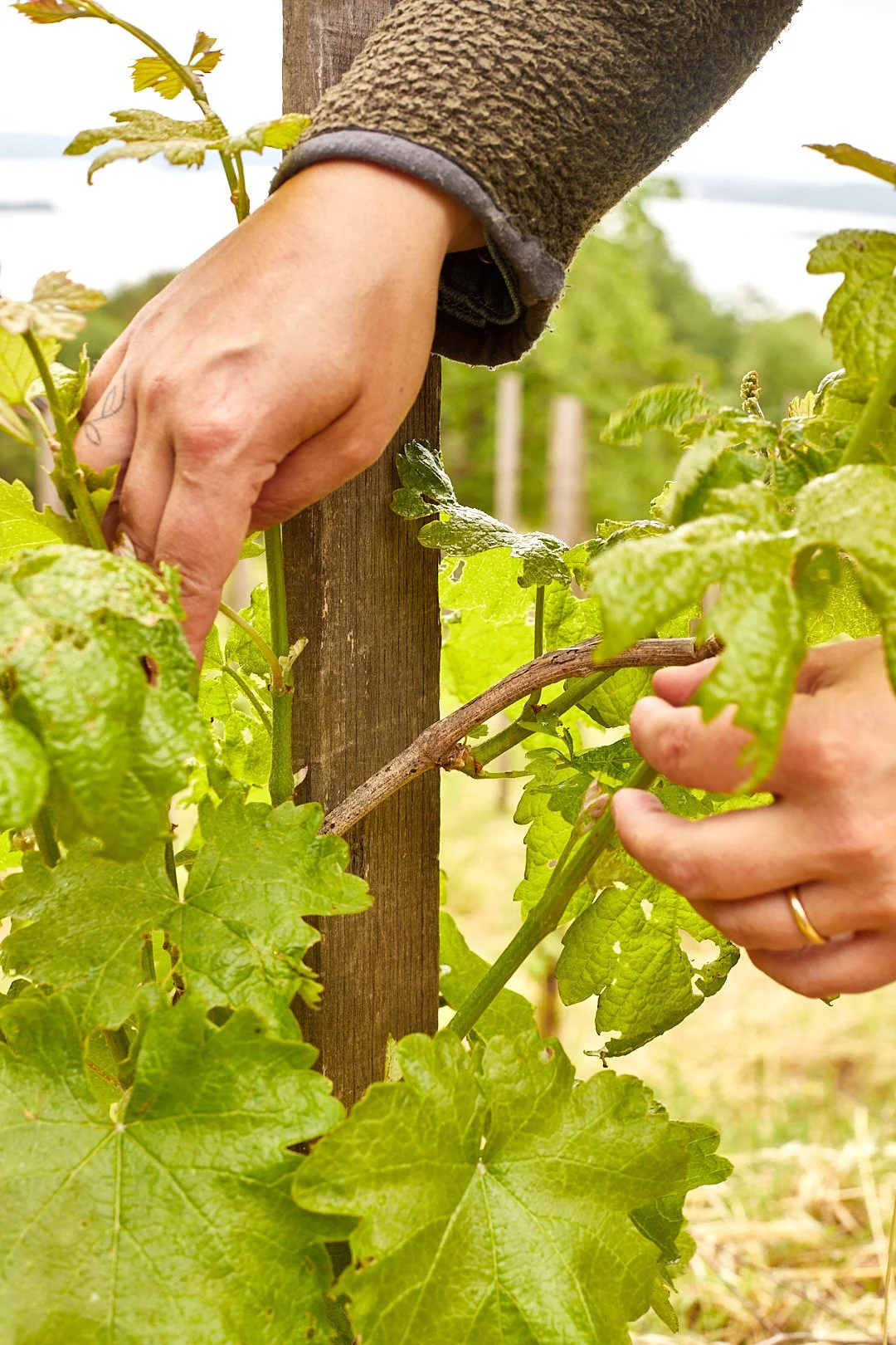 A person prunes grapevines in a vineyard, using their hands to cut a vine stem near a wooden stake.
