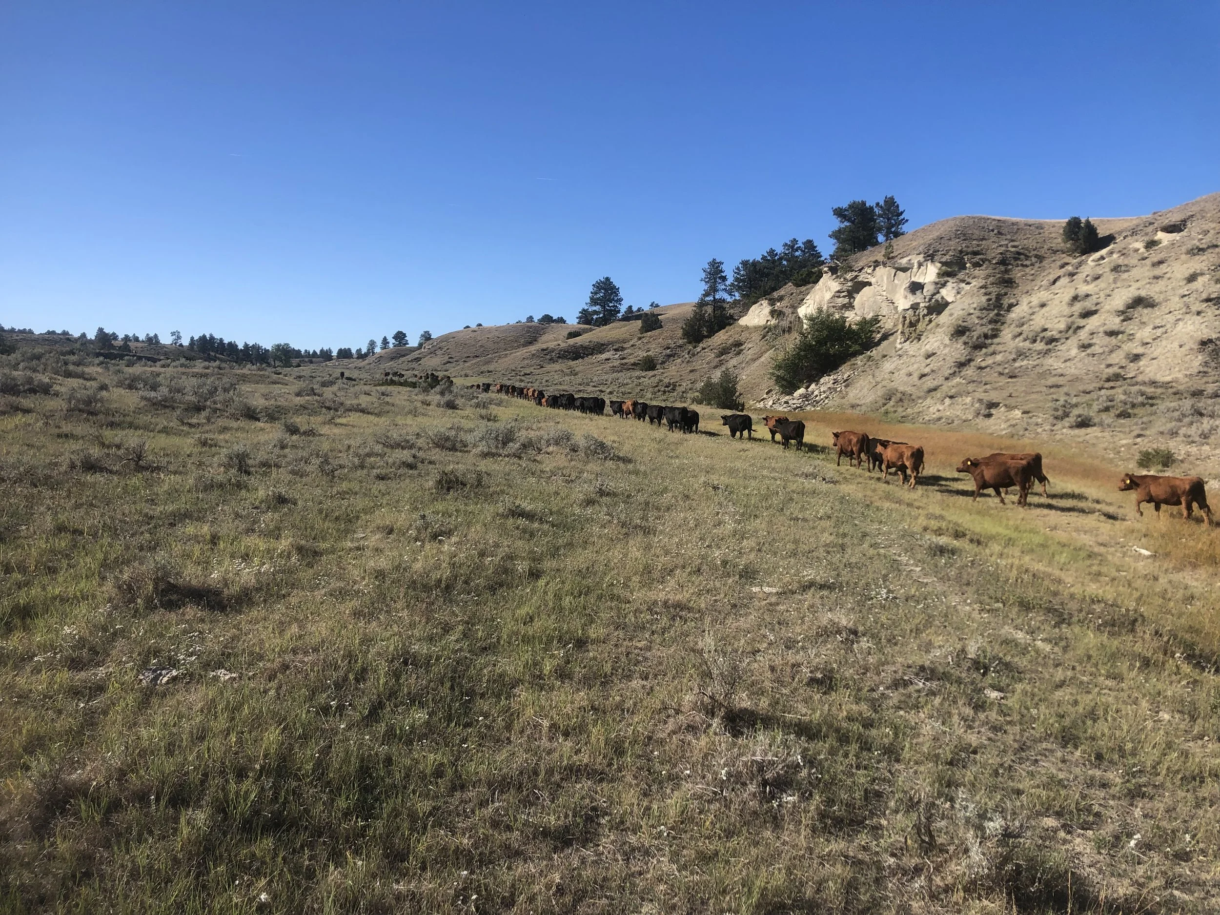 Contact Us Hysham, MT — Ogren Ranch