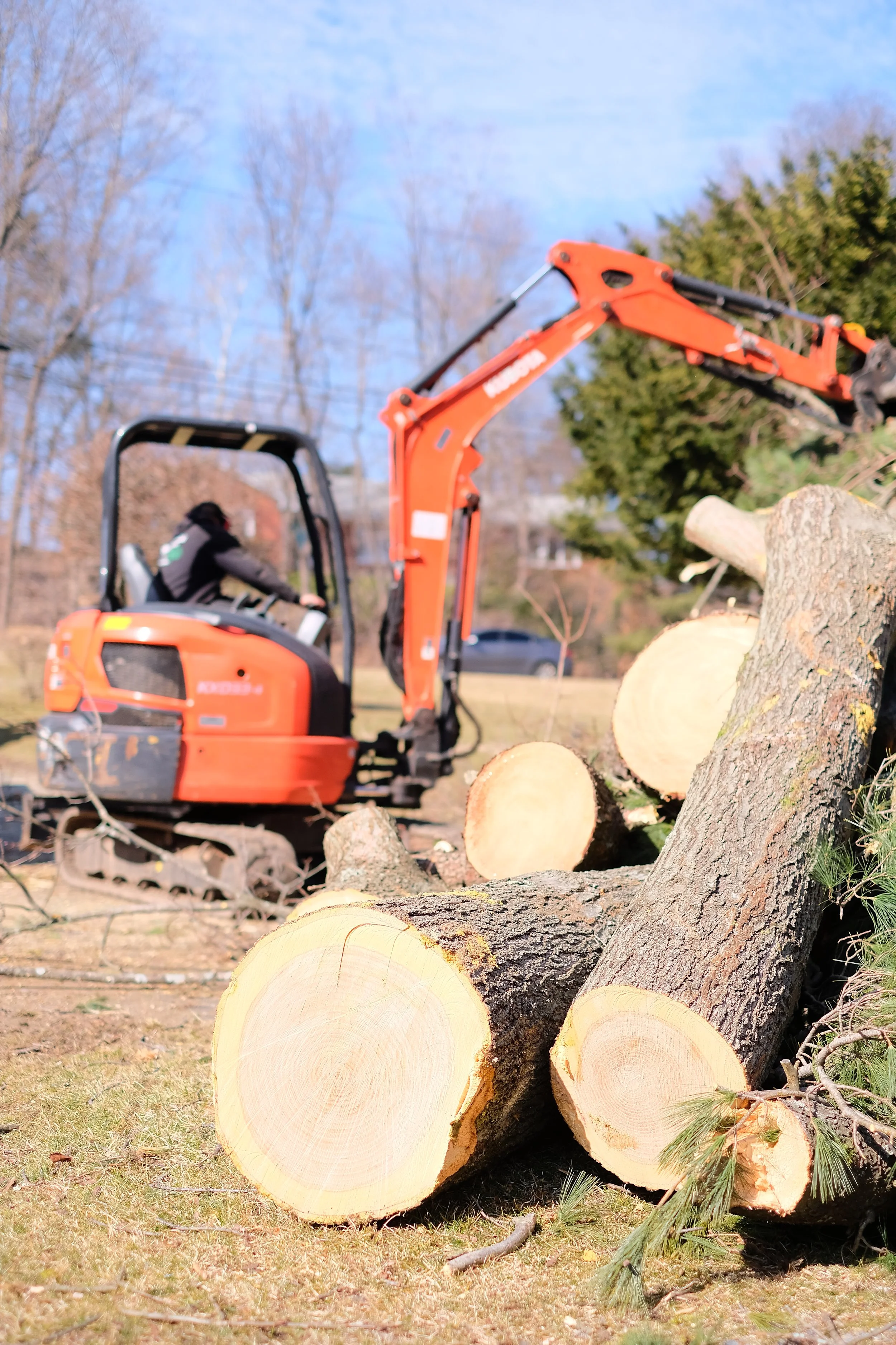 Machowski Tree Removal Branch And Stump Remving New Britain Connecticut.JPG