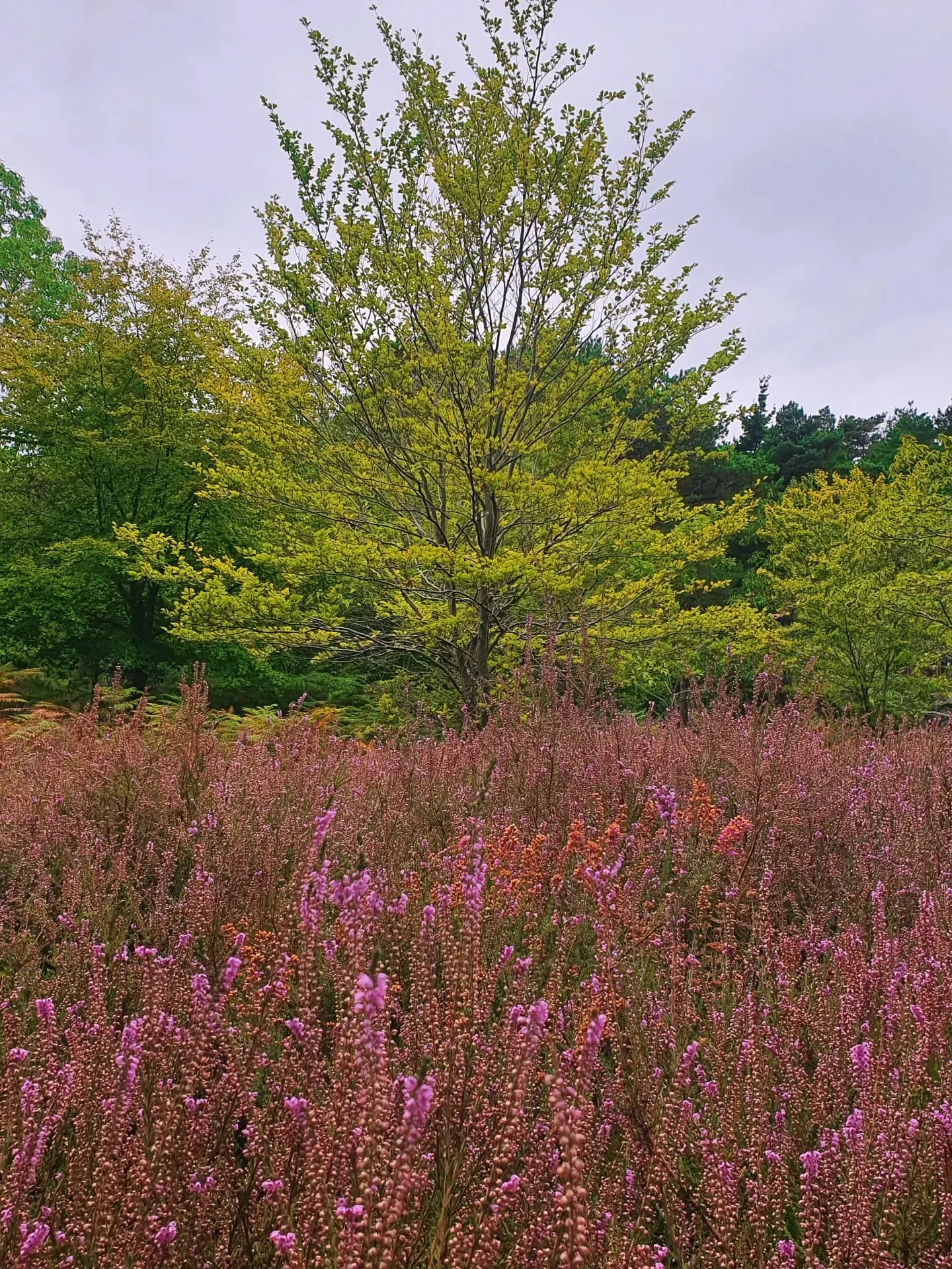 Walking in nature soothes my nervous system like nothing else can. 🌿 So my beautiful colours, and the expansive sky, providing a sense of openess and awe! ✨️