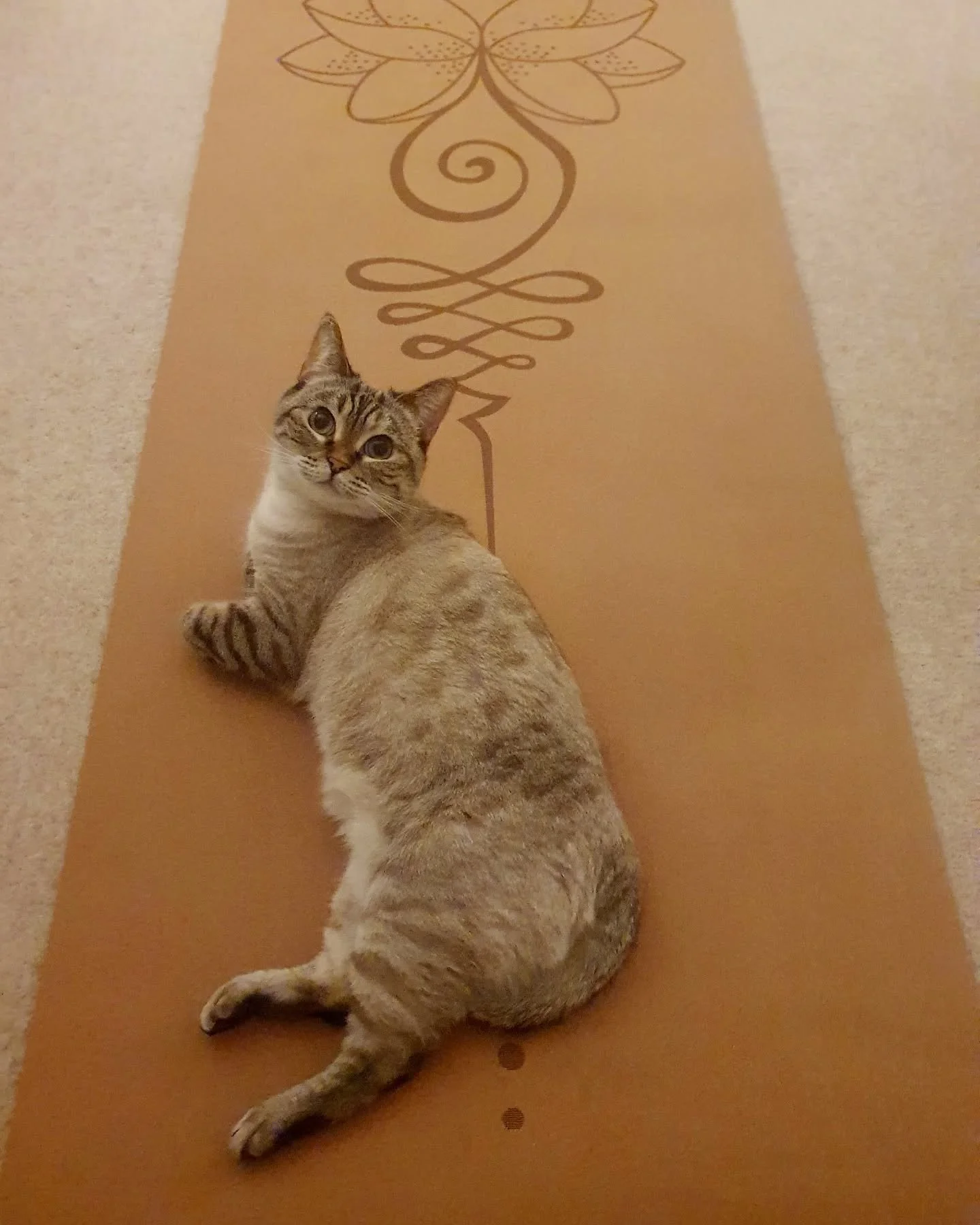 Mimi and I have just enjoyed a wonderful yoga 🧘&zwj;♀️ psychology community class with @houseofyogapsychology 
Feeling very nourished and relaxed!  Thank you Steph🙏