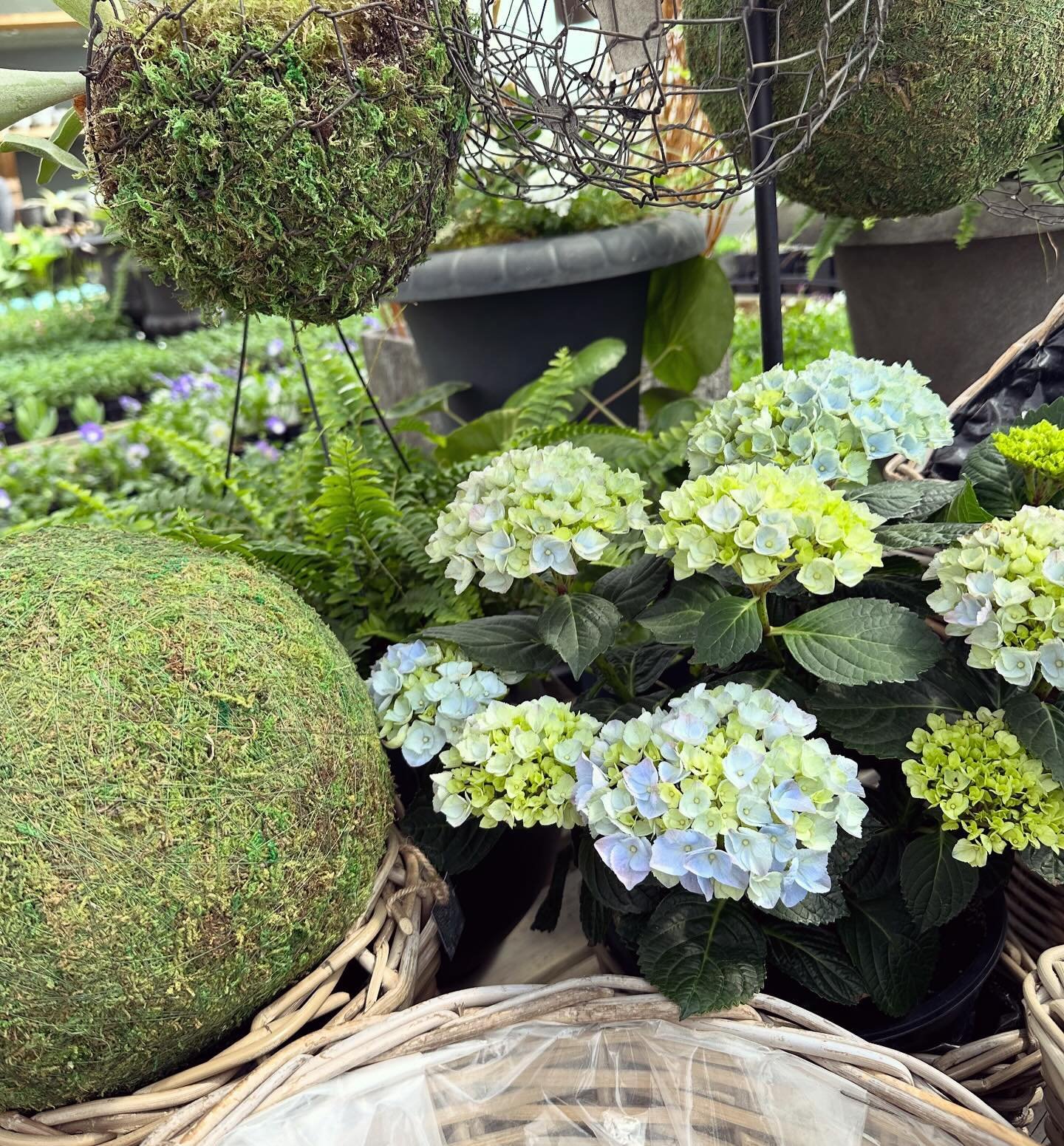 There&rsquo;s no better place to take your mom out on a beautiful day than the greenhouse! ☀️ 

Lots of gift ideas and flowers! 🌸 

Open 9-5 Saturday &amp; Sunday