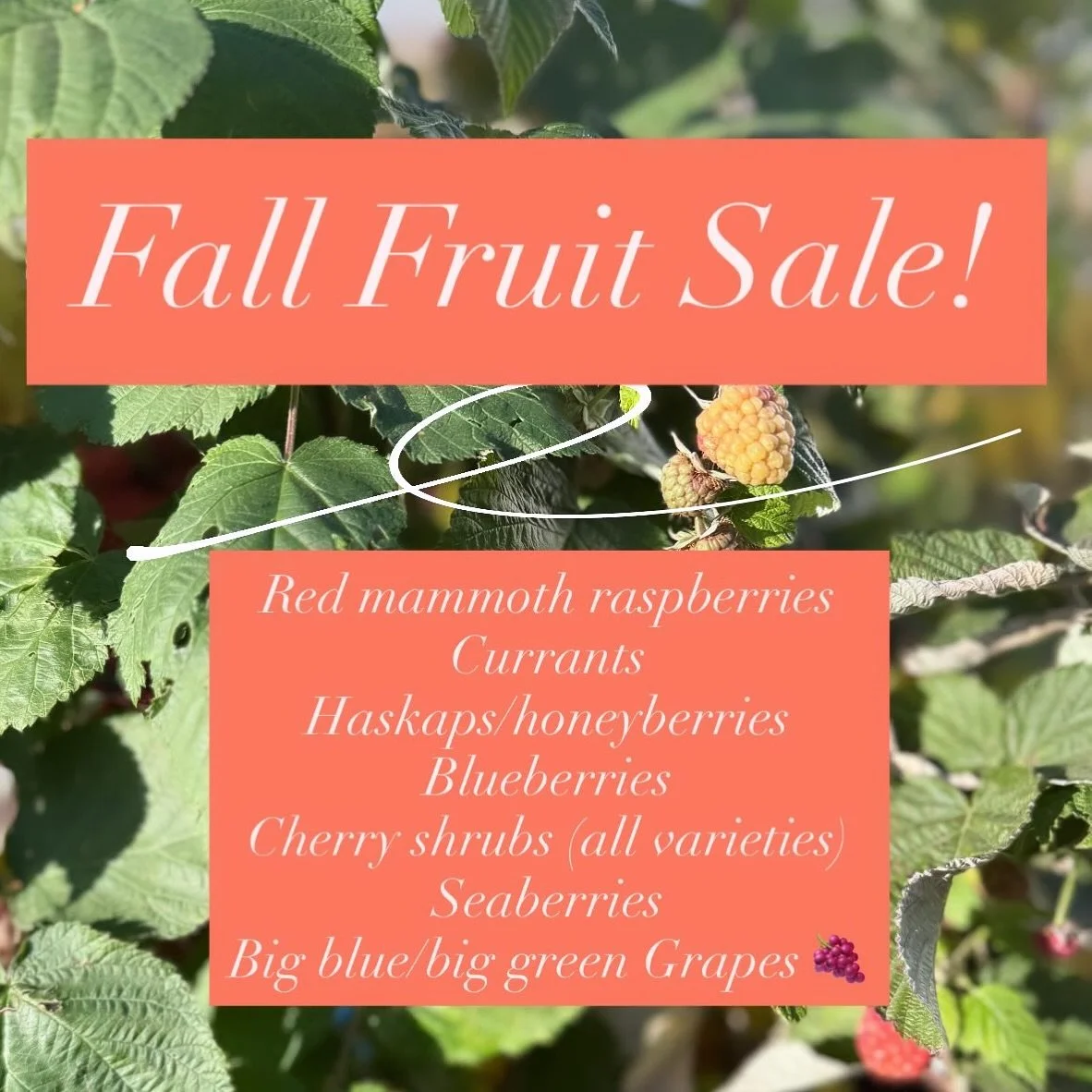 Fall fruit sale! 🍇🍂 

Save up to 40% off 1 gal &amp; 2 gal fruit! 

We restocked at the end of summer so there&rsquo;s lots of new varieties to choose from that can be hard to get in the spring!

Like the very popular big blue and big green grapes,