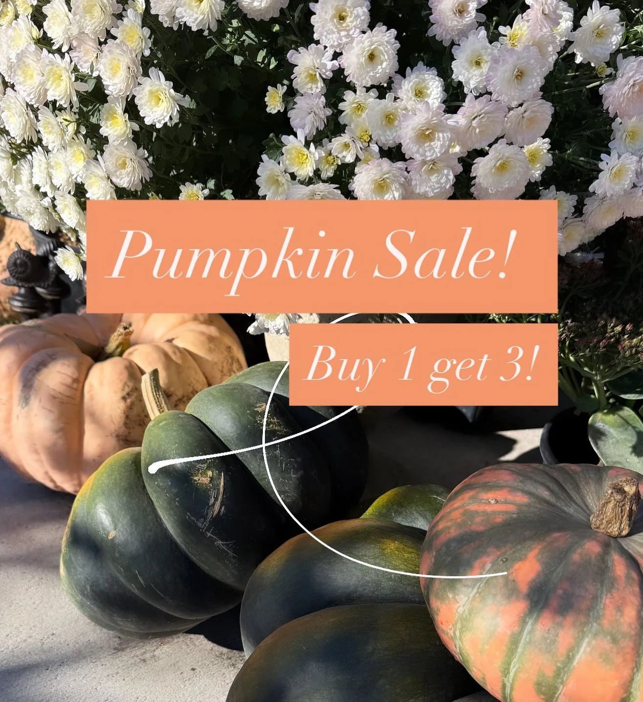 We have lots of pumpkins but only another week open! So&hellip;. 🌟 SALE!🌟 

Buy one pumpkin &amp; get 3 more! 
Now you can go all out &amp; get creative for an amazing Fall display! 🍂 

Don&rsquo;t forget to tag @vervaingreenhouse or message us to