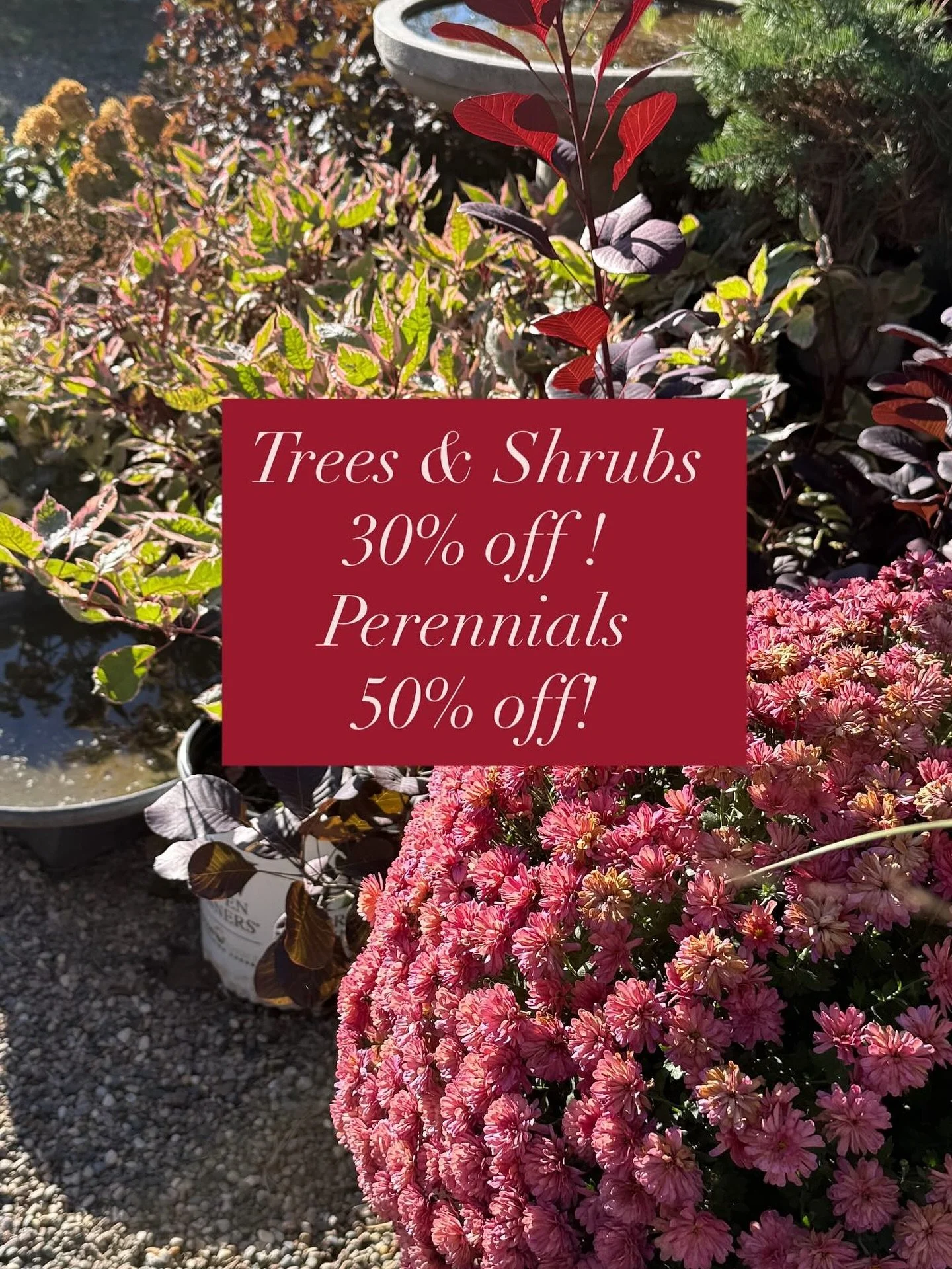 Only 2 more days of our fall season! 🍂 

Open today 9-5 
Closed Sunday 
Closed Monday 🍁 Happy Thanksgiving! 🍁 
Open Tuesday 9-5 ( Last Day 😢) 

8&rdquo; Mums are 12.00 each
16&rdquo; mums are 15.00 each 

Pumpkins are buy one get 3 
(still have q