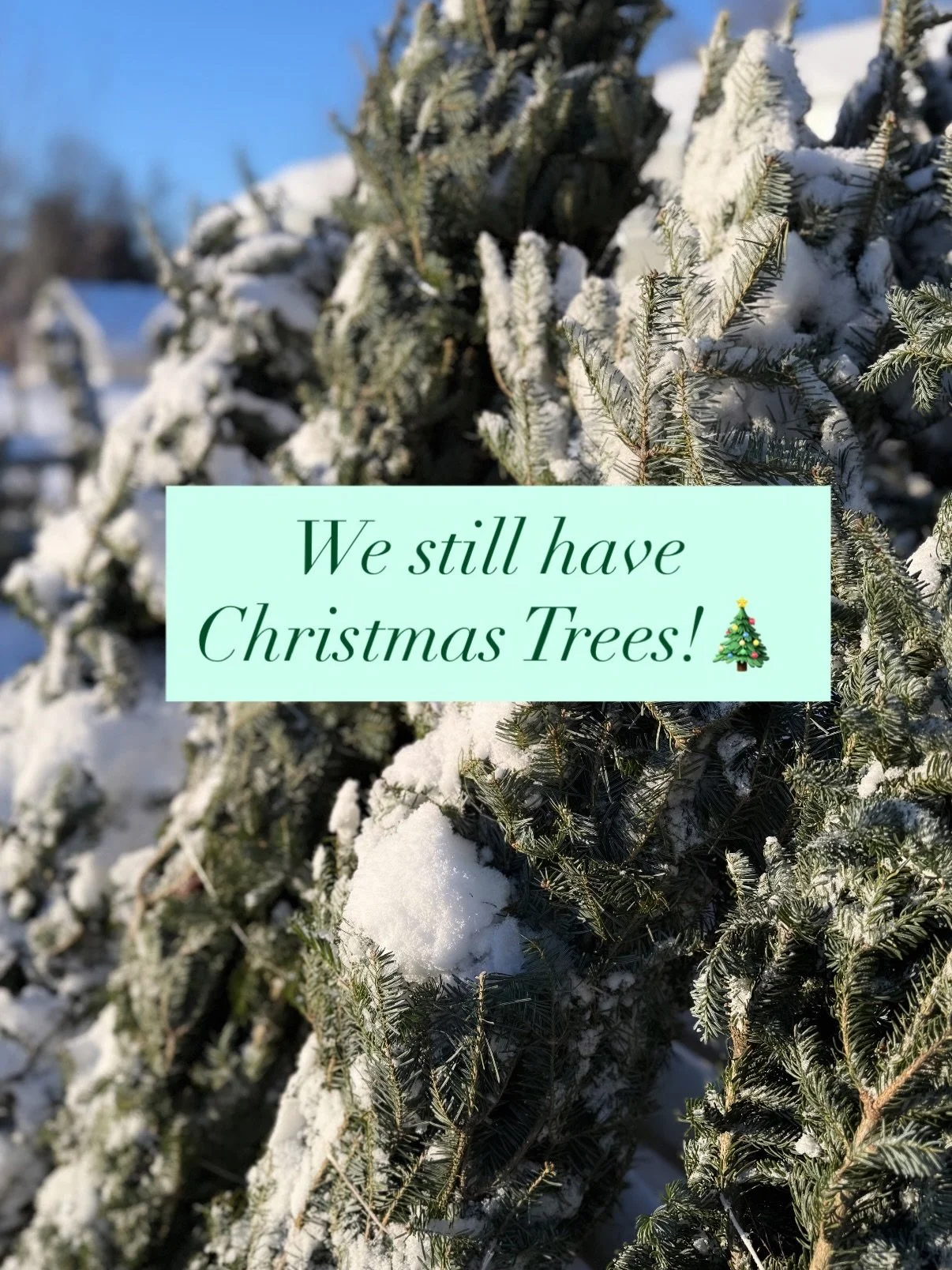 Yes we have fresh cut Christmas trees!!

 🎄 🎄 🎄 🎄 

Also decor/ornaments, poinsettias, fresh winter greenery, porch pots, wreaths, &amp; swags made fresh daily! 

Christmas is only 12 days away!!
Hope to see you this weekend!! Open 9:30-5:30