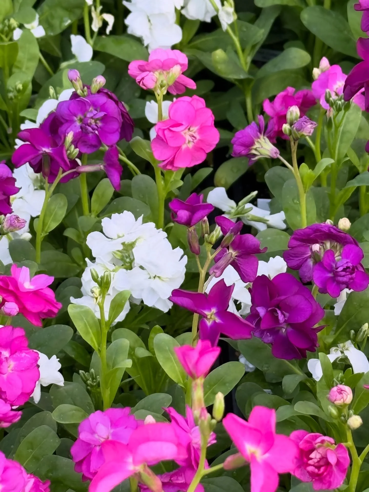 This beautiful winter ☀️ has us thinking Spring! 

We&rsquo;re busy finalizing orders and would love to know
what you are hoping to see this Spring at @vervaingreenhouse ?!

More pots? Giftware? Certain plants? More tropicals?
How can we serve you be