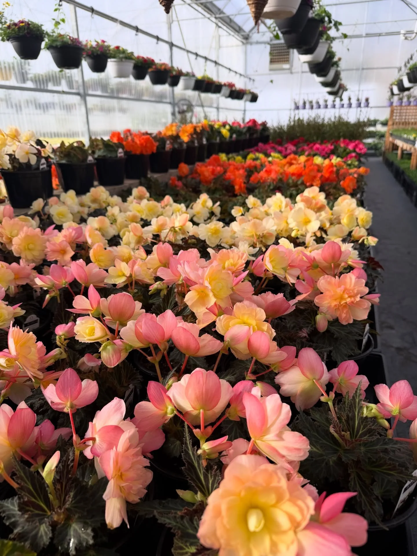 Open for the spring 2026 season!! 
It&rsquo;s a bit cold to plant but come in and get inspired for our most favourite seasons ahead! ☀️ 

Cheers to fun in the sun surrounded by beautiful flowers! 🥂 ☀️ 🌺 

Hope to see you soon!!