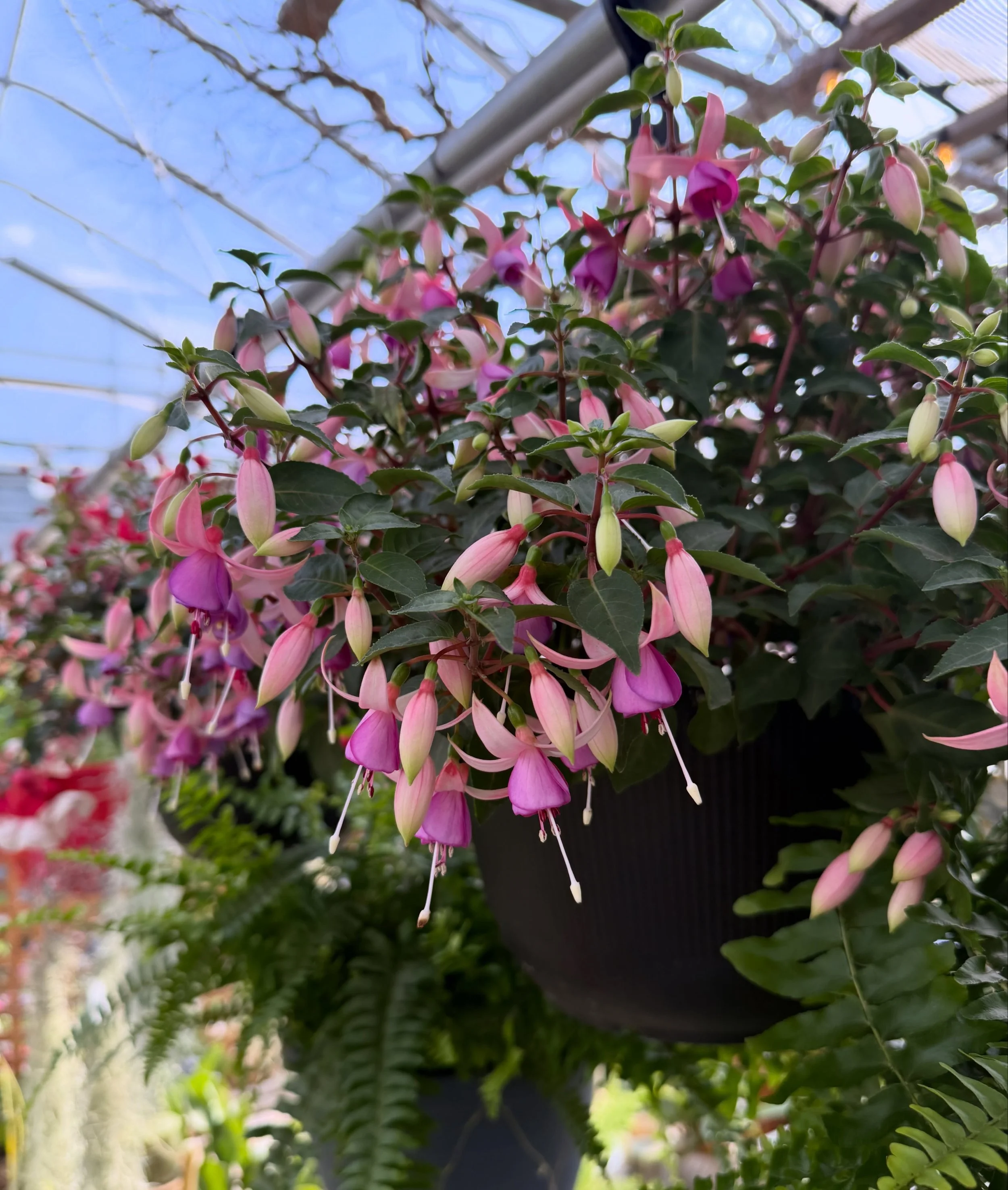 It&rsquo;s Mother&rsquo;s Day weekend! Grab a latte from @theoakandowlcafe and come for a Mother&rsquo;s Day stroll! 

Lots of pretty gift ideas in the greenhouse! Garden items, pretty flowers, hanging baskets but if you can&rsquo;t choose there&rsqu