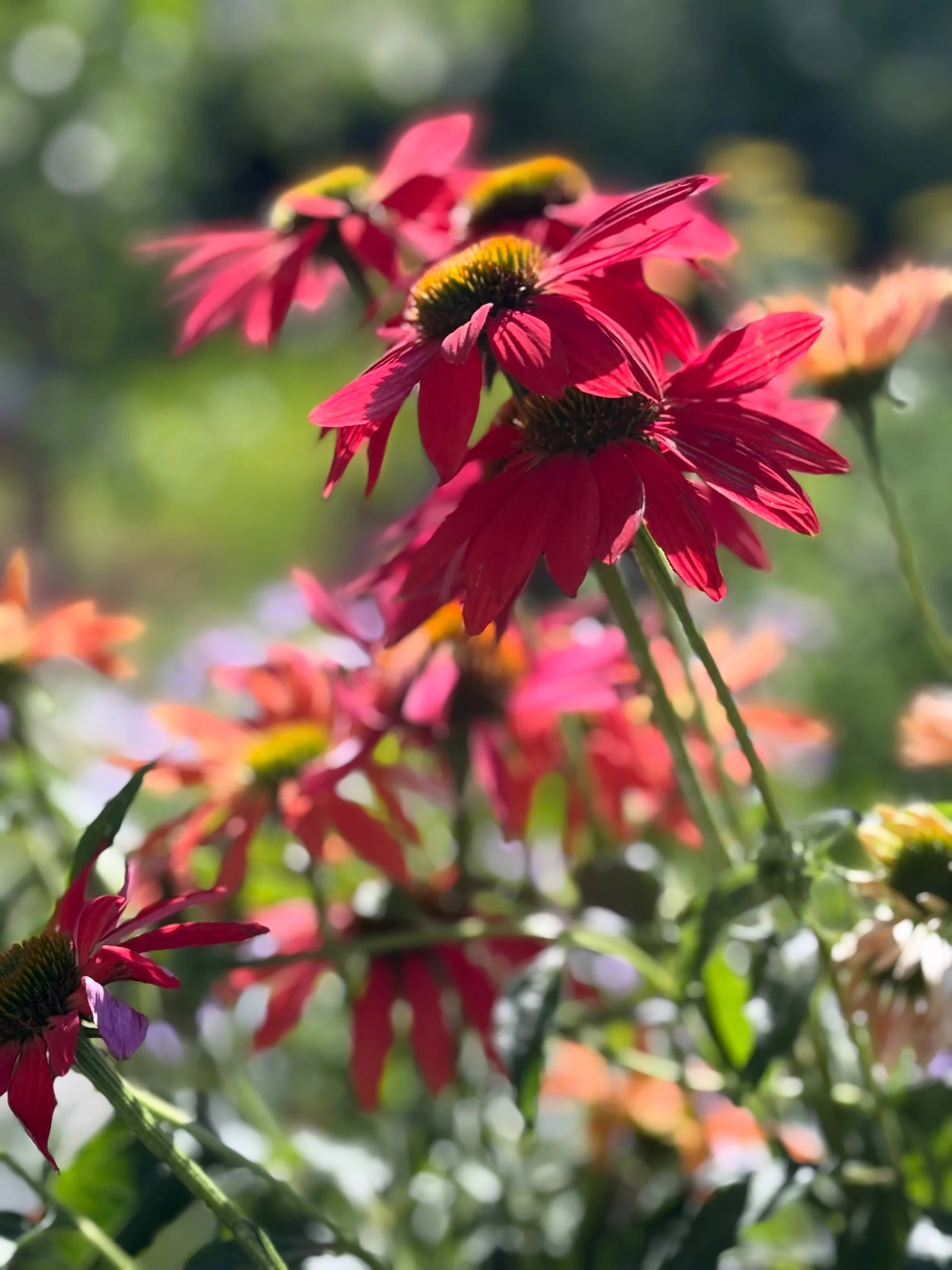 Restocked on all your favourite deer resistant perennials and shrubs! 
The roses are putting on a show 🌹 
And the raspberries, blueberries and Haskaps are already producing! 

Veggies are now buy one get one while supplies last! 
Perfect for filling
