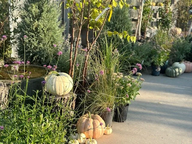 fall.jpg