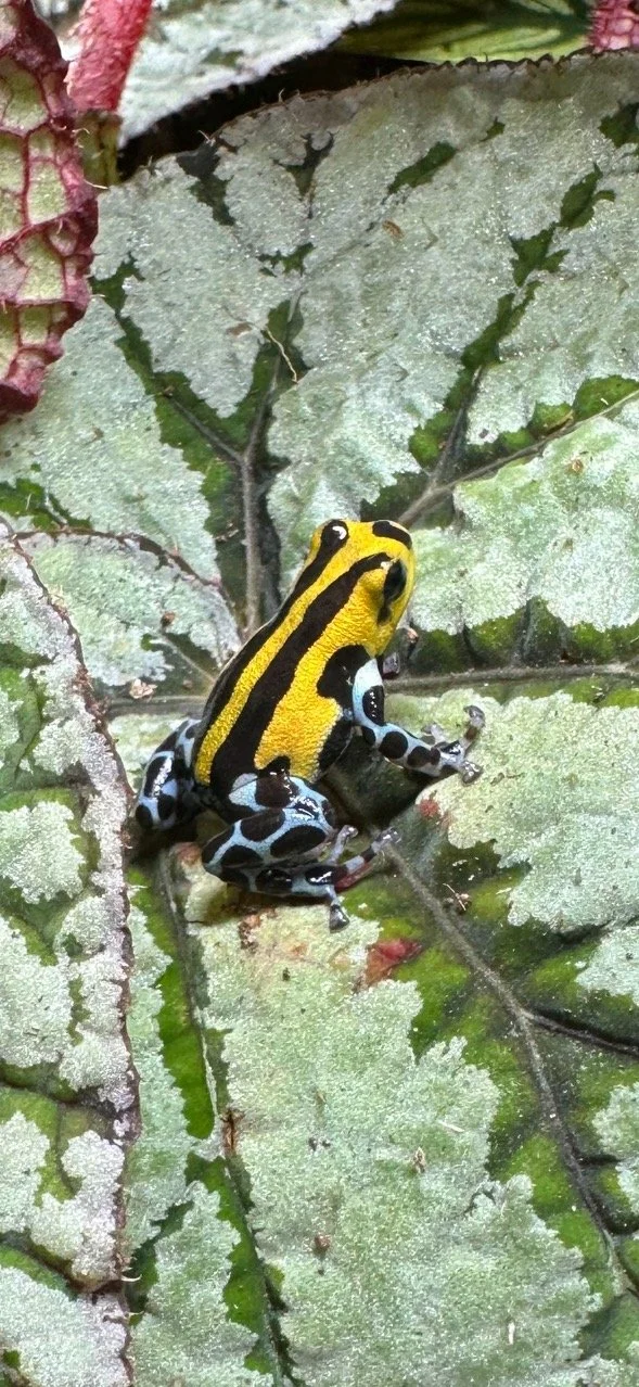 Ranitomeya Sirensis “Highland” — ZaZoo - Hatchery by Zackery