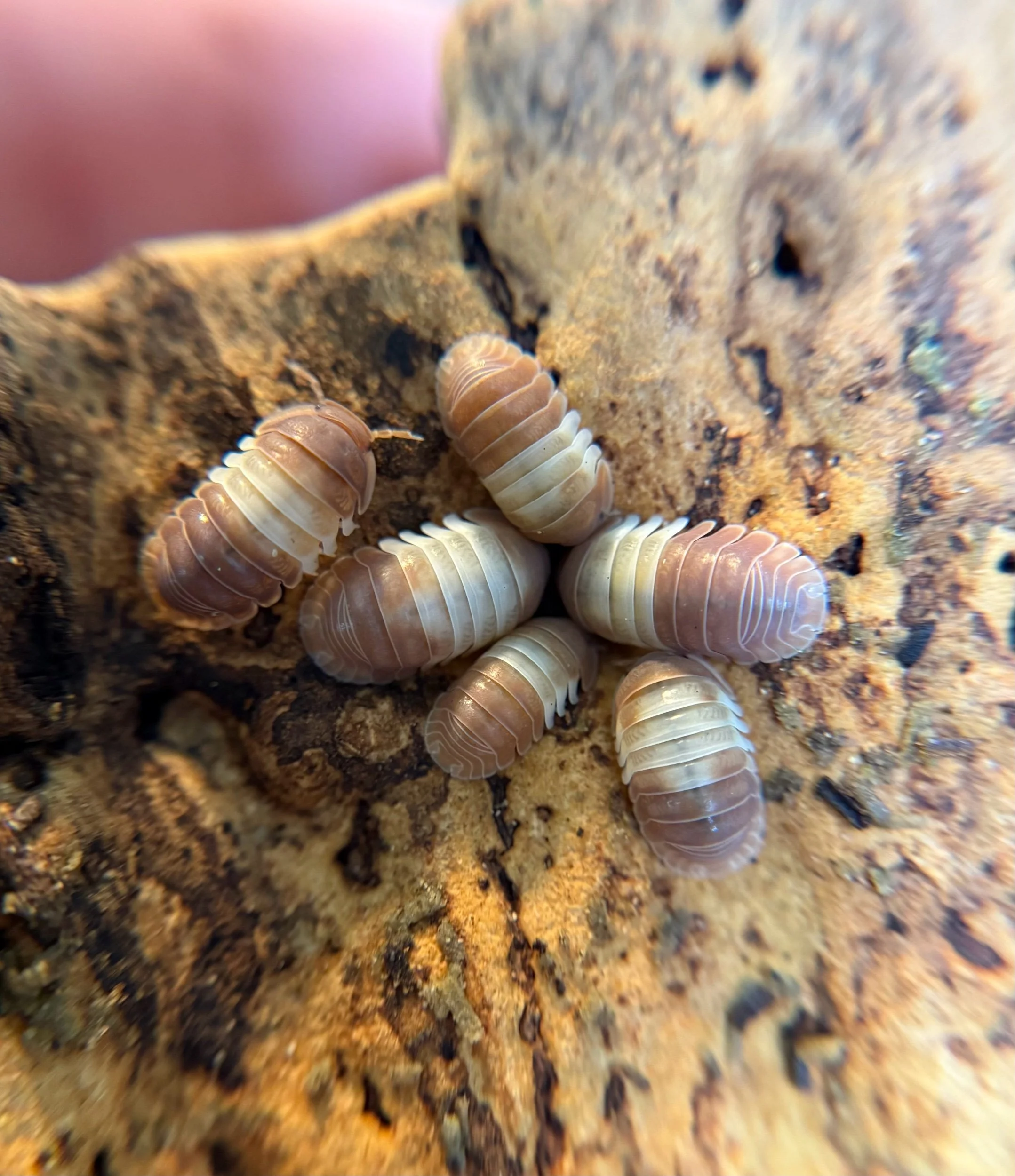 Cubaris "Red Panda Kings"