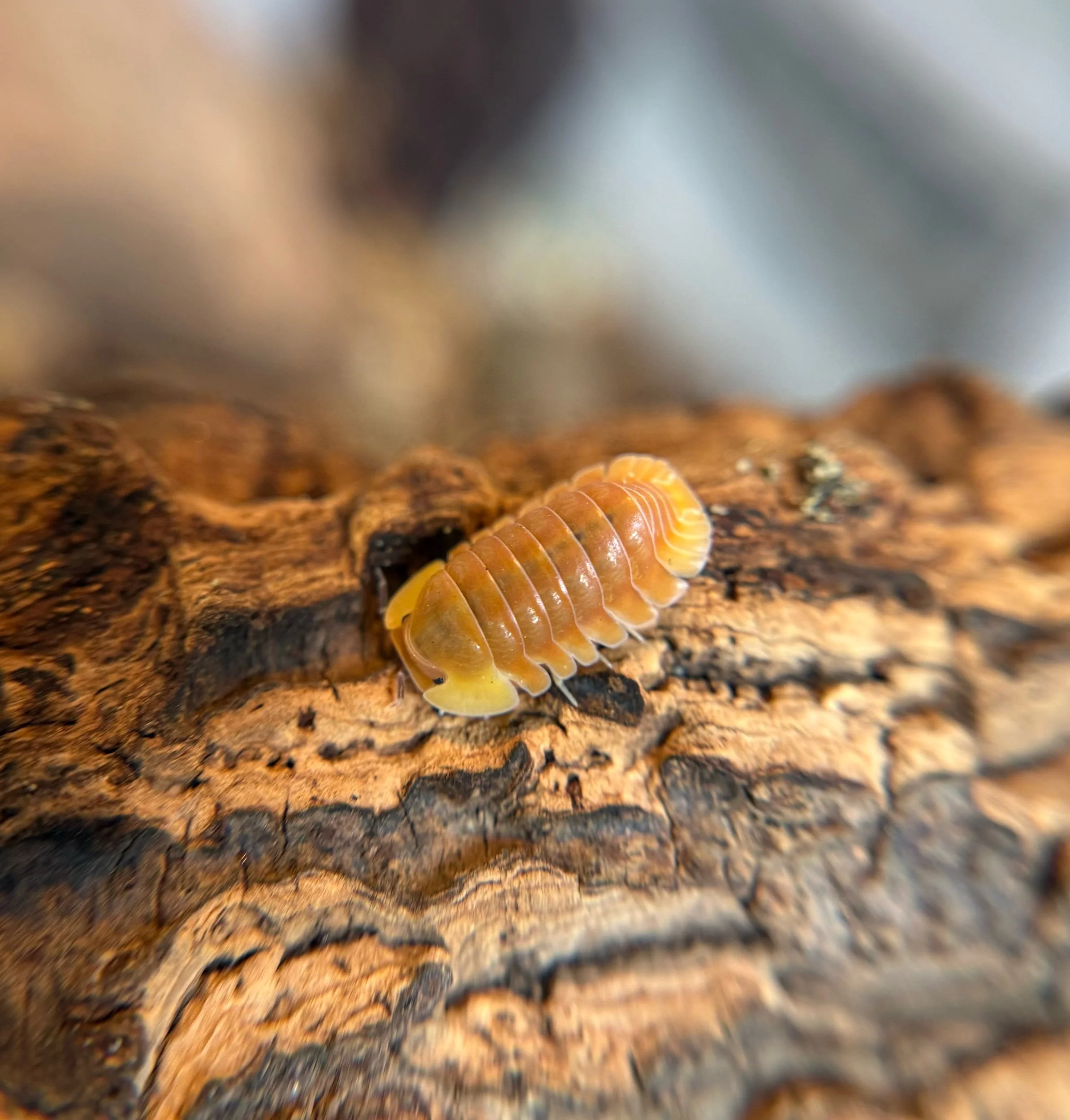 Cubaris "Blonde Rubber Ducky"