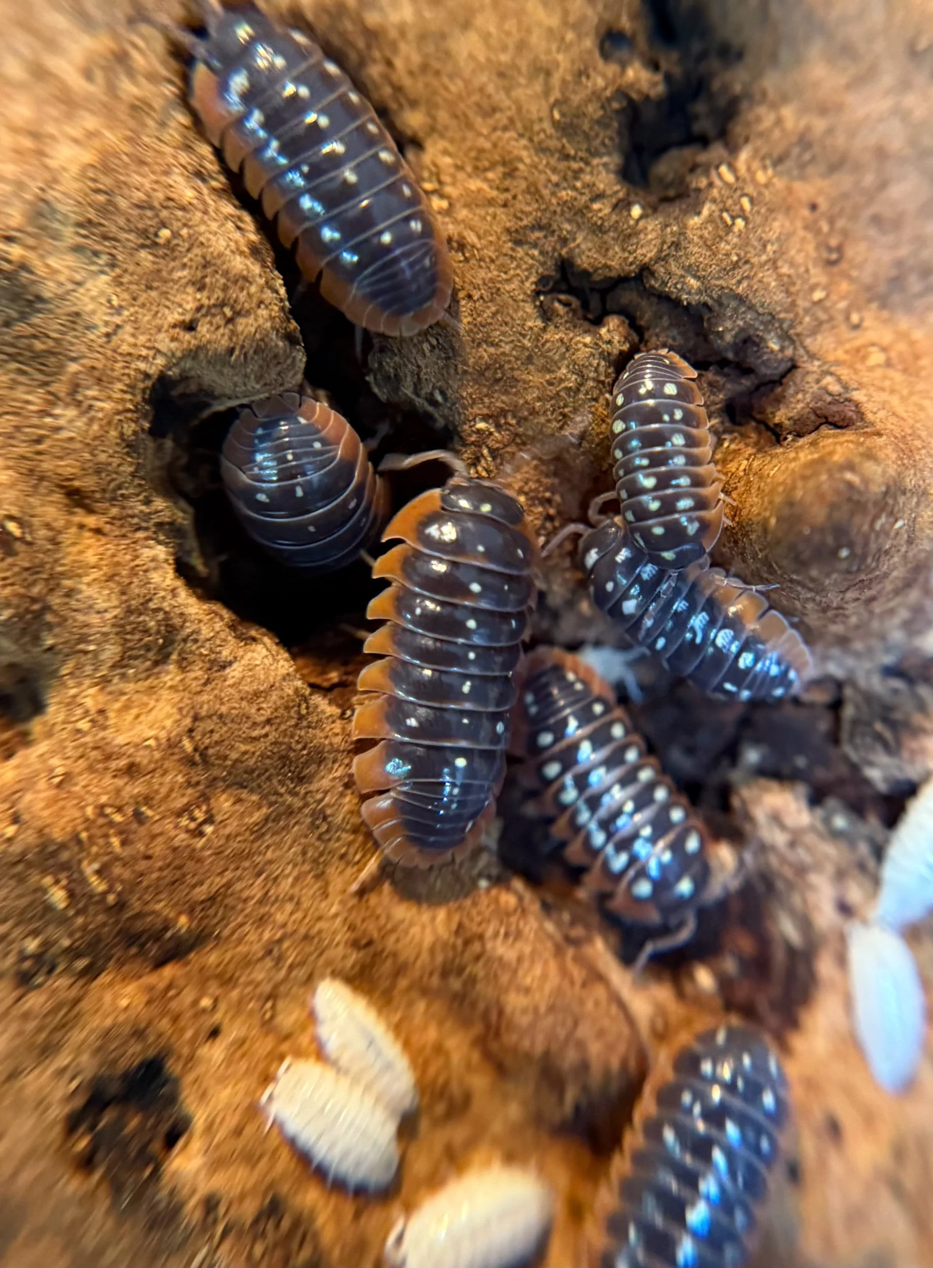 Armadillidium Klugii "Montenegro Clown"