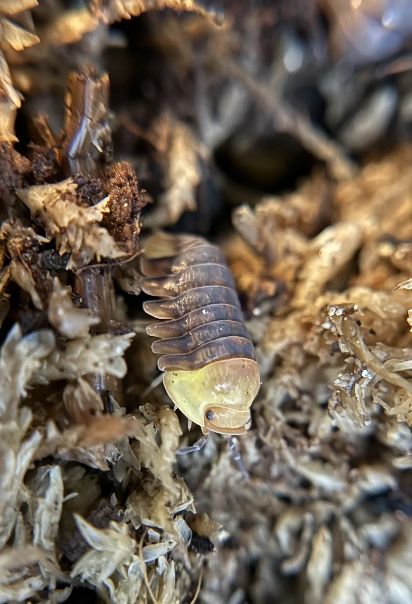 Cubaris "Rubber Ducky'