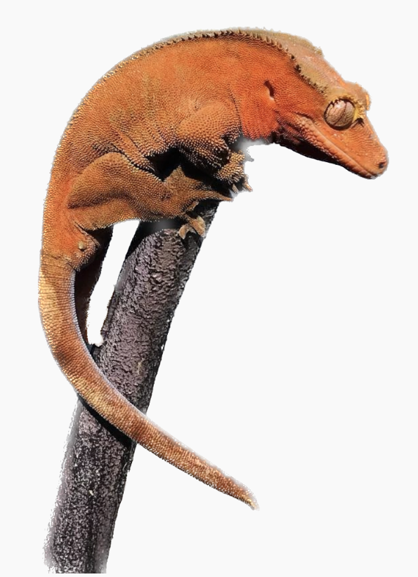 Crested Gecko Care Sheet